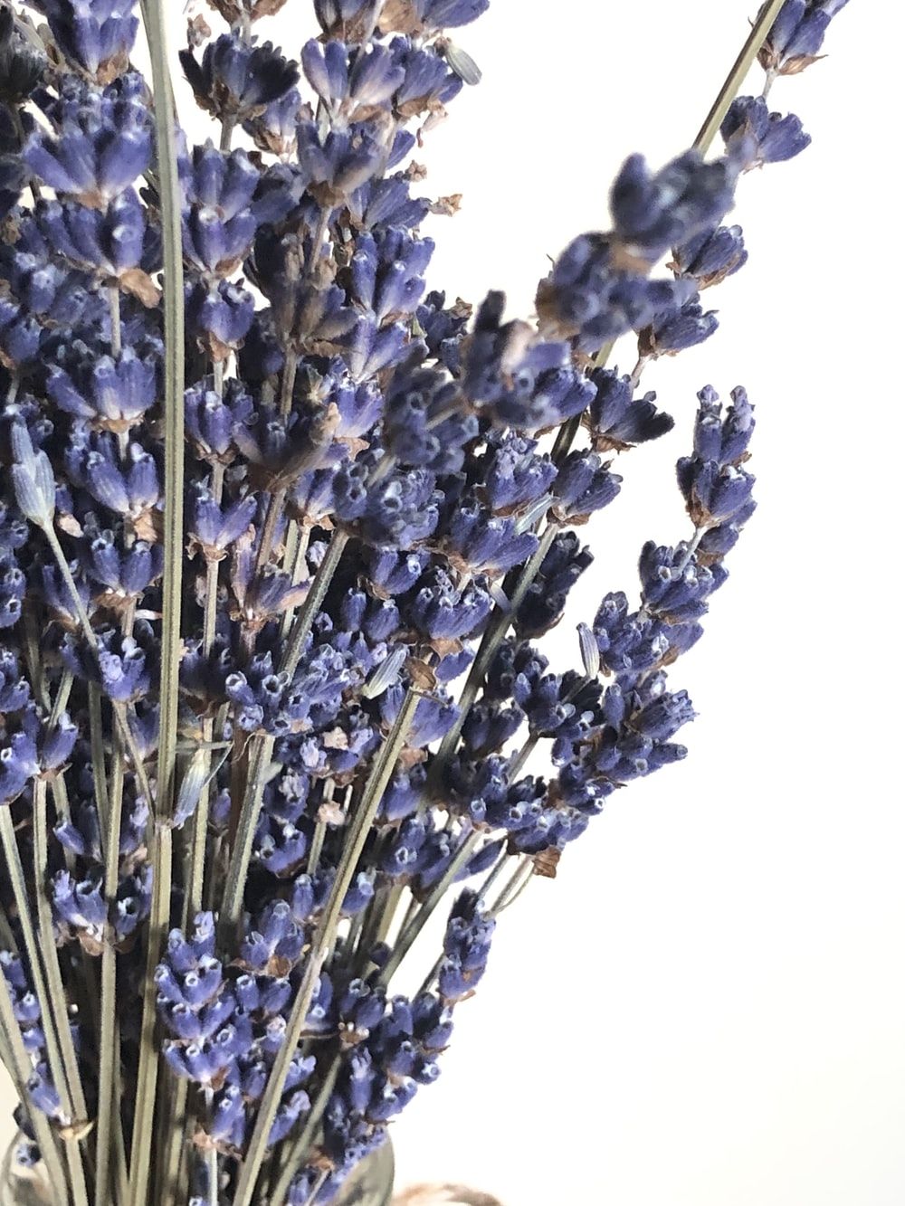Dried Lavender Picture. Download Free Image