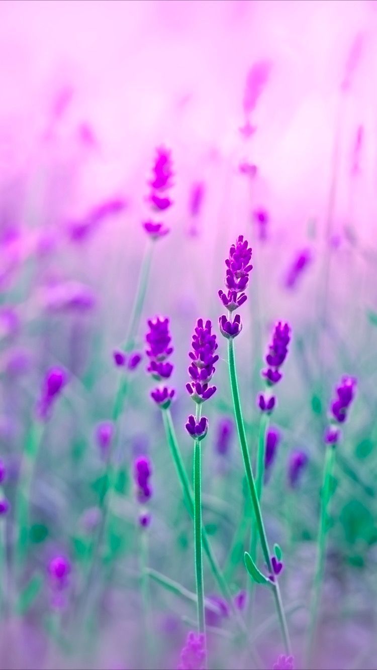 Tap to get free app! ⬆️ Purple flowers wallpaper for your iPhone