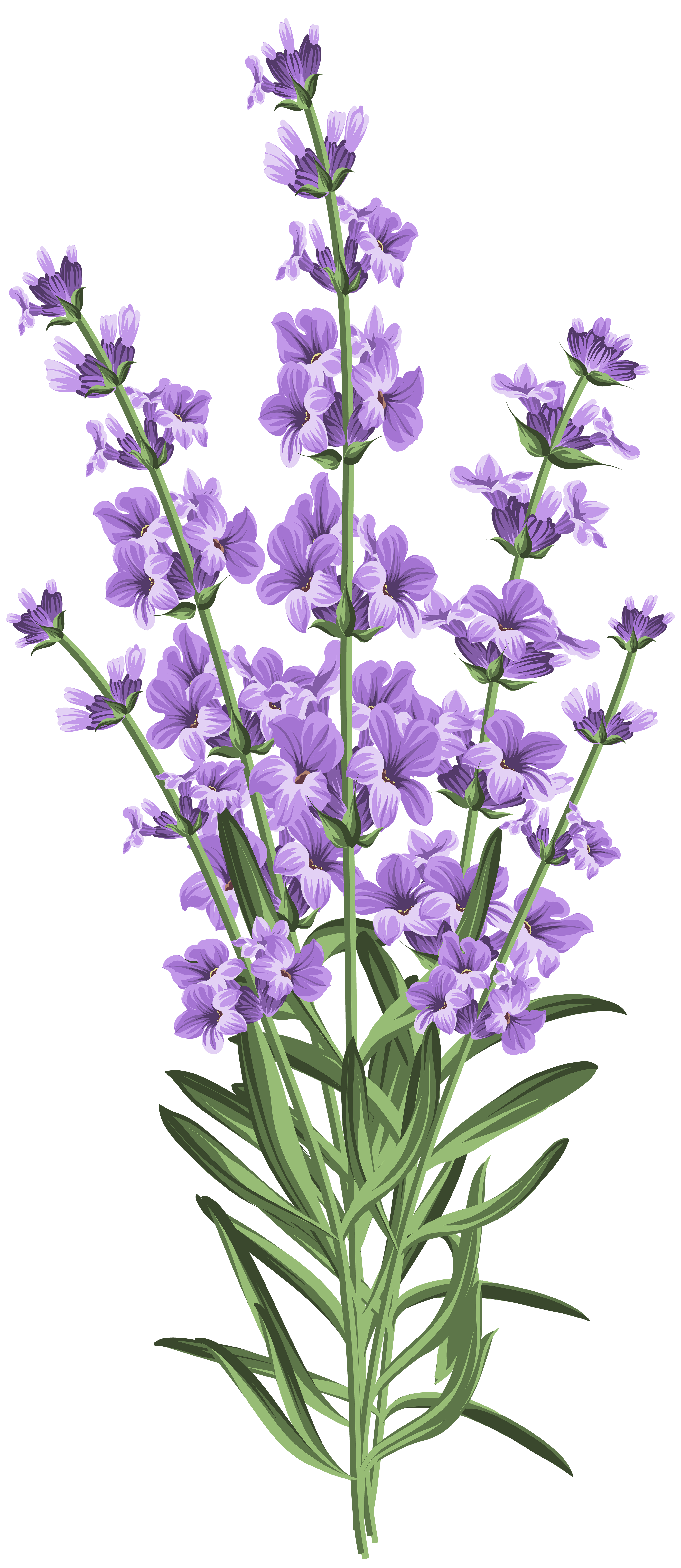 Lavender Flower Transparent PNG Clip Art