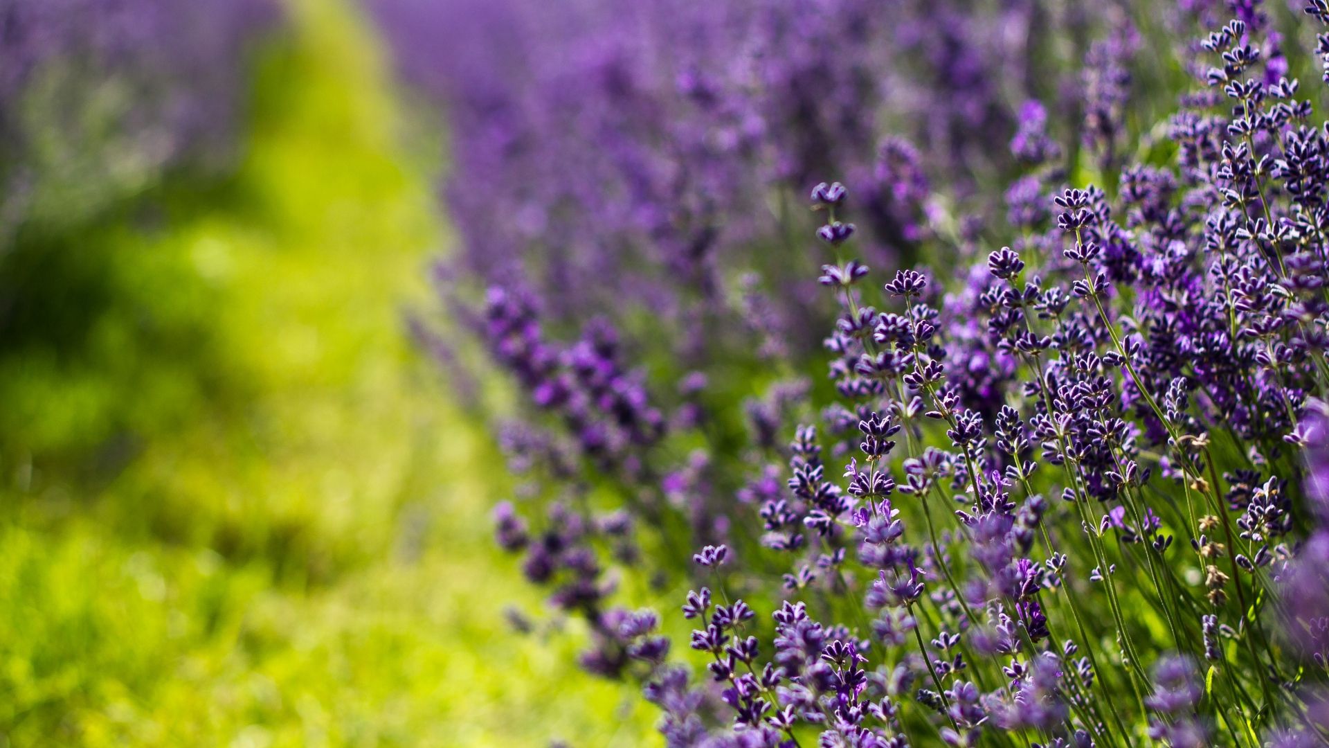 Pix. Lavender fields, cashadvance6online.com free