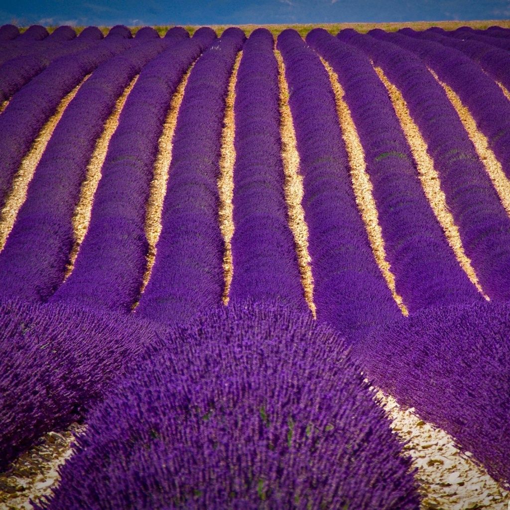 Lavender Fields Croatia