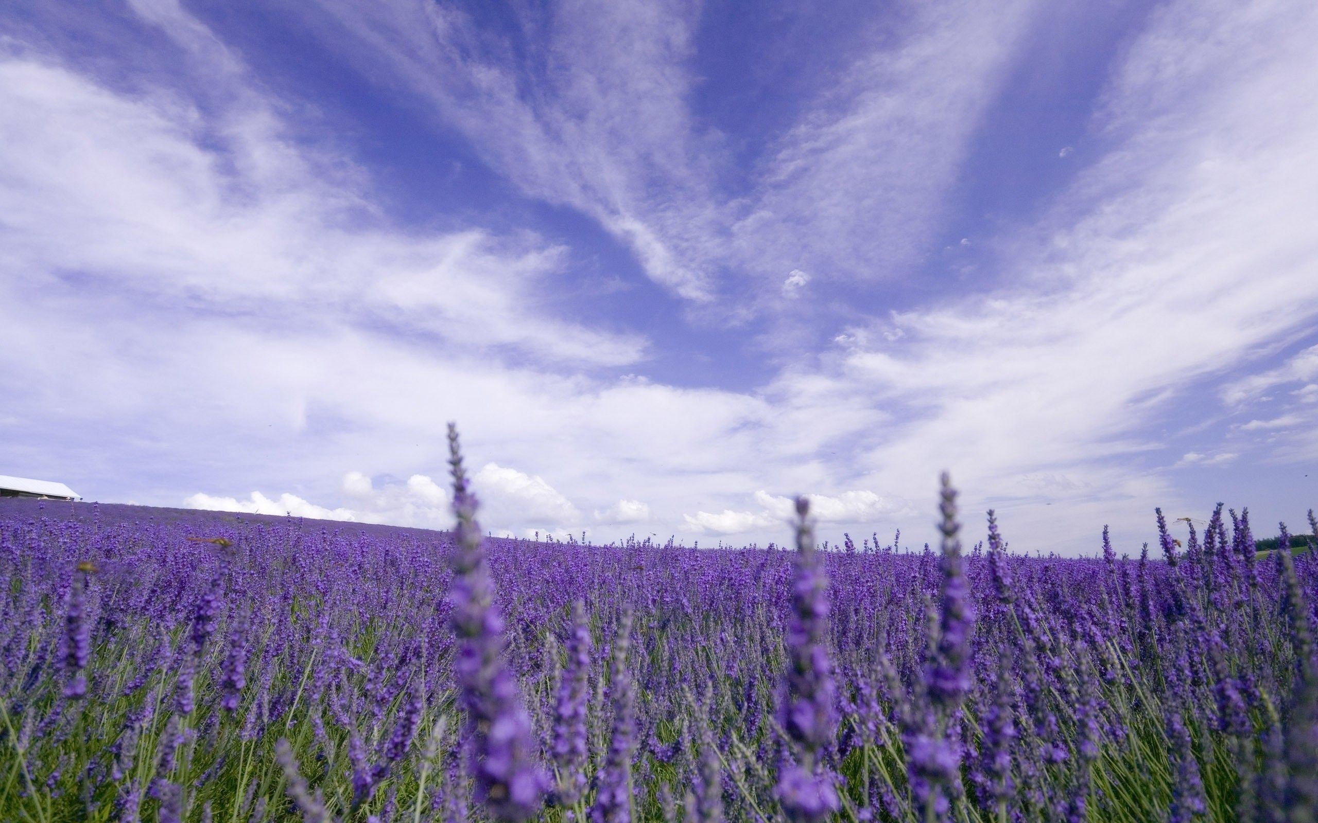 Purple Lavender Flowers Field Background Desktop Wallpaper High