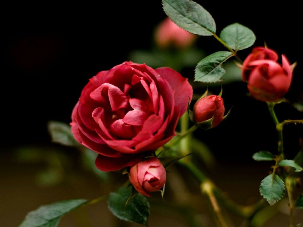 Free download for flower lovers Flowers wallpaper HD Rose desktop
