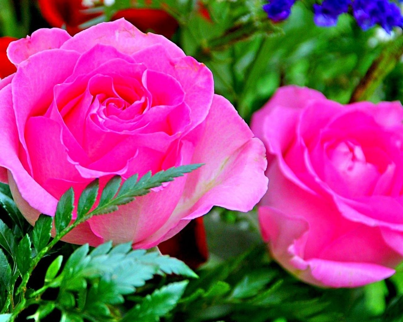 Free download Download Rose Flowers Desktop Wallpaper Download