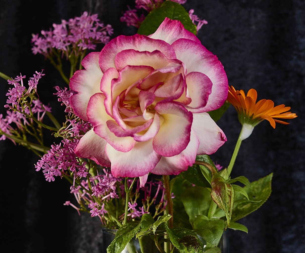 Desktop Wallpaper rose flower Closeup