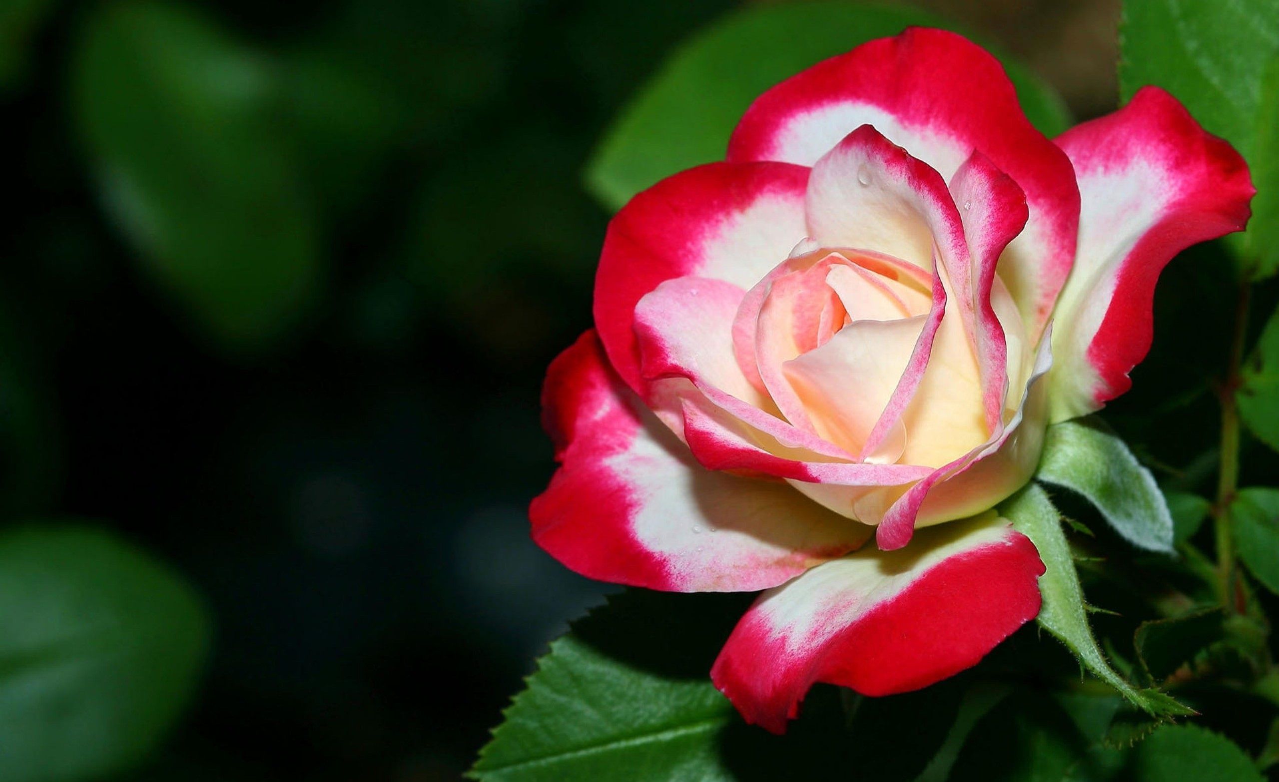 Desktop Red And White Rose Flower Image Wallpaper