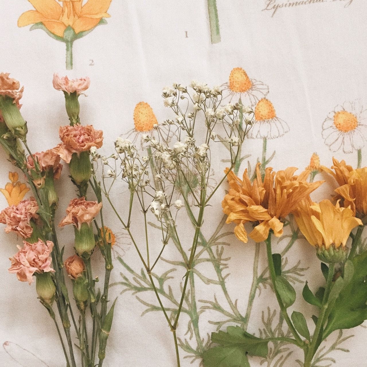 Cottage Core. Flower art, Tumblr flower, Art hoe aesthetic