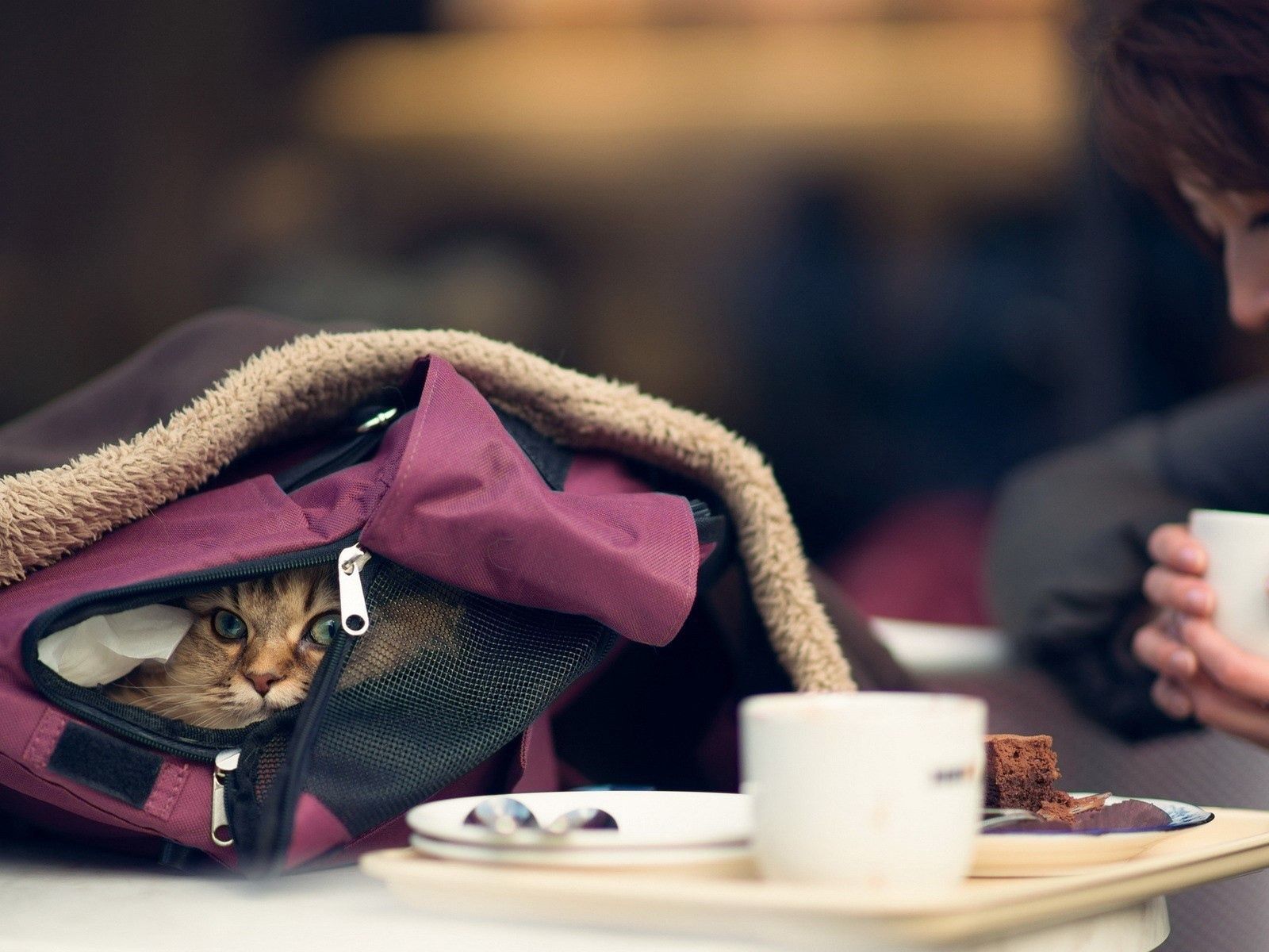 The cat hid in a backpack of the girl Desktop wallpaper 1600x1200