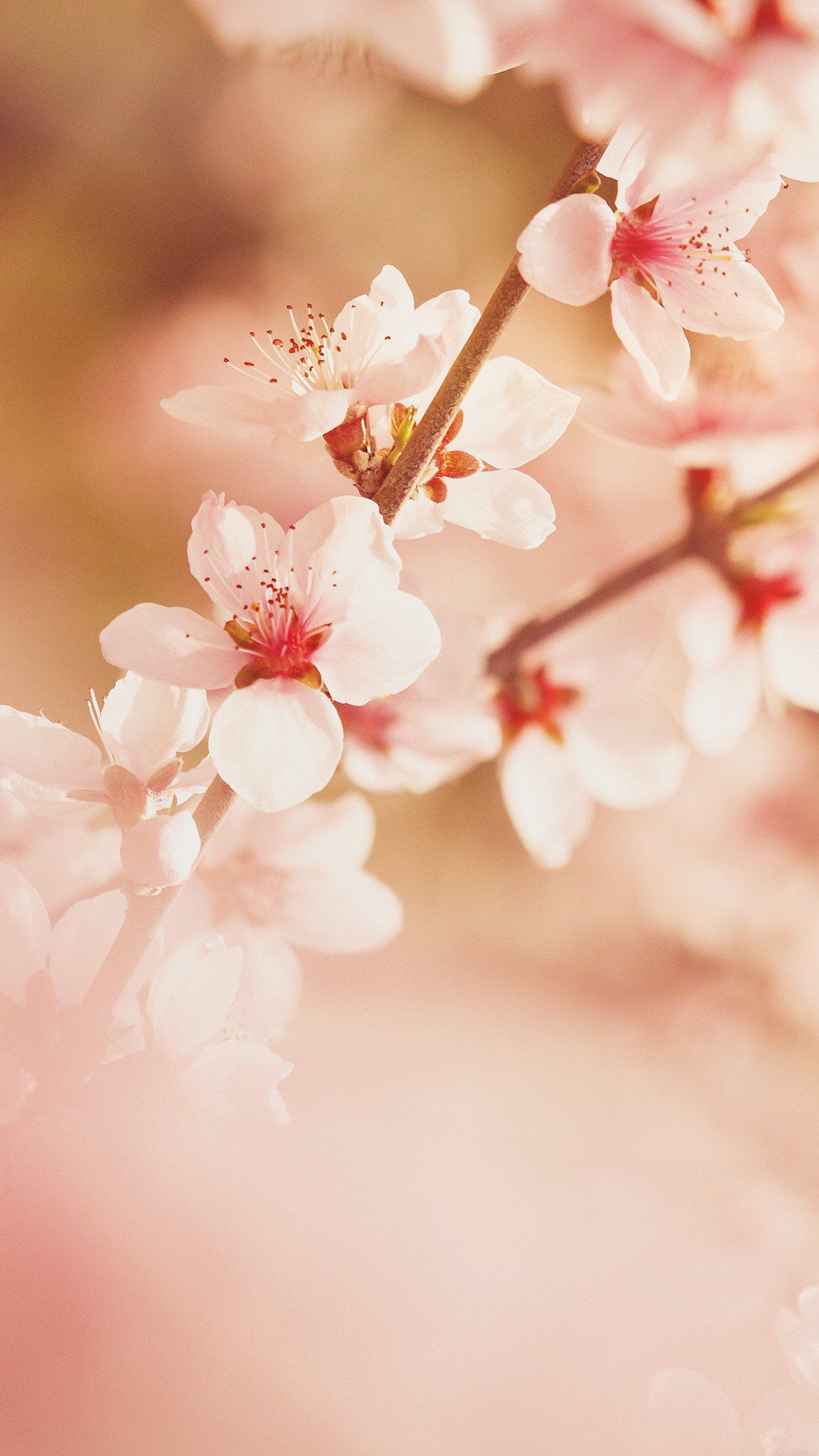 Spring Flower Sullysully Cherry Blossom Nature Android wallpaper