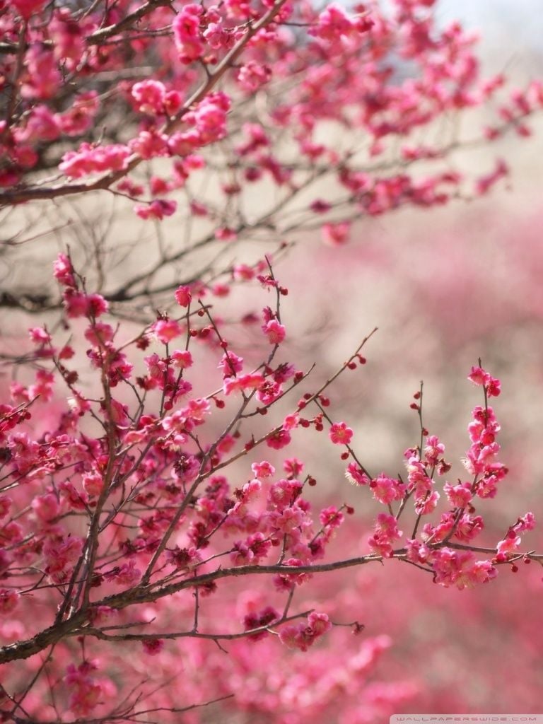 Cherry Blossom Wallpaper HD For Mobile Wallpaper