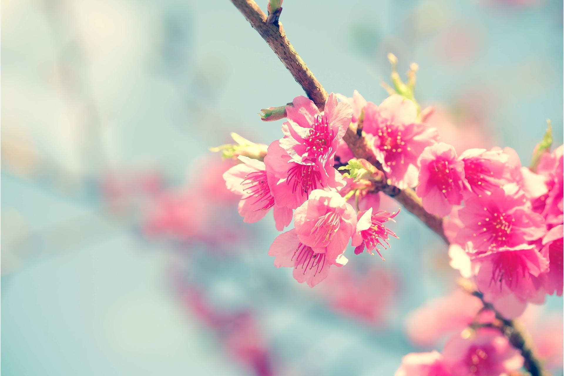 Cherry Blossom Wallpaper HD for Android