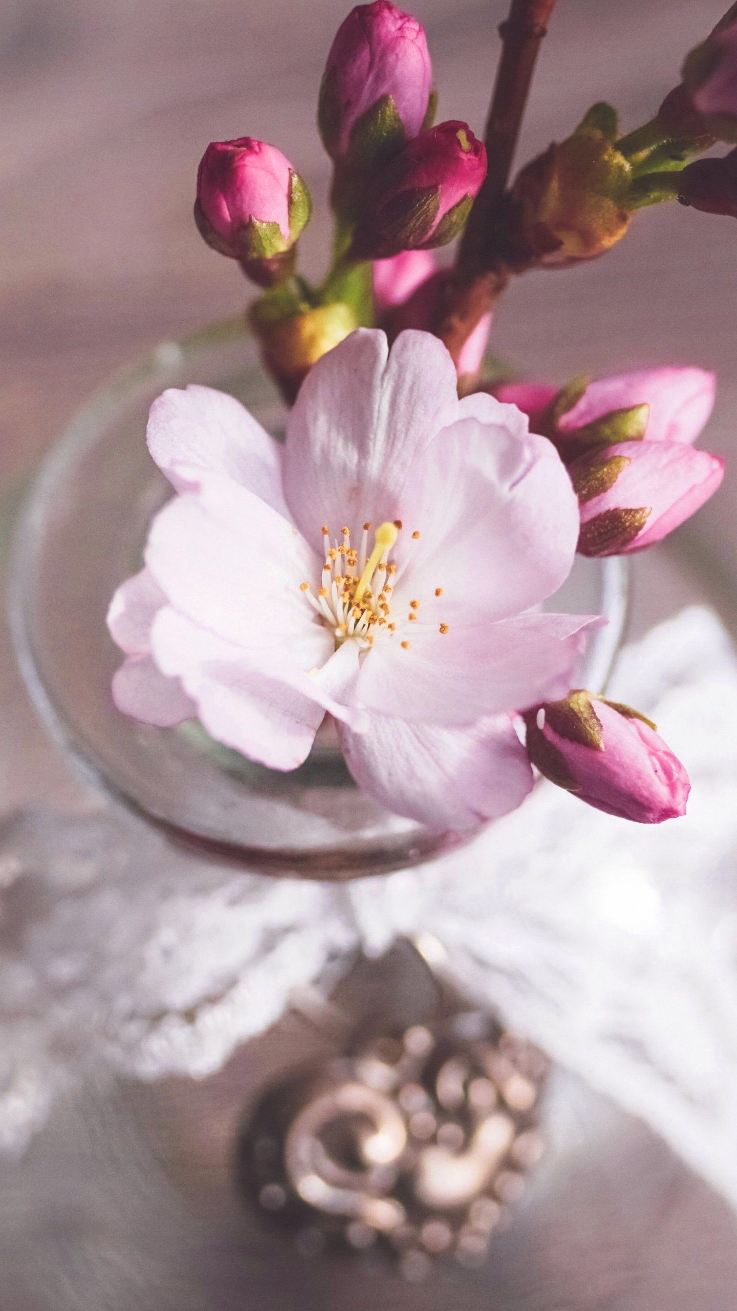 Romantic Pink Cherry Blossom Flowers in Vase Wallpaper