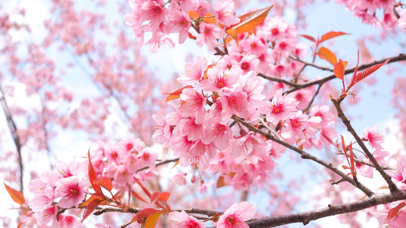 Cherry Blossom Tree Branches 4k 1366x768 Resolution HD 4k