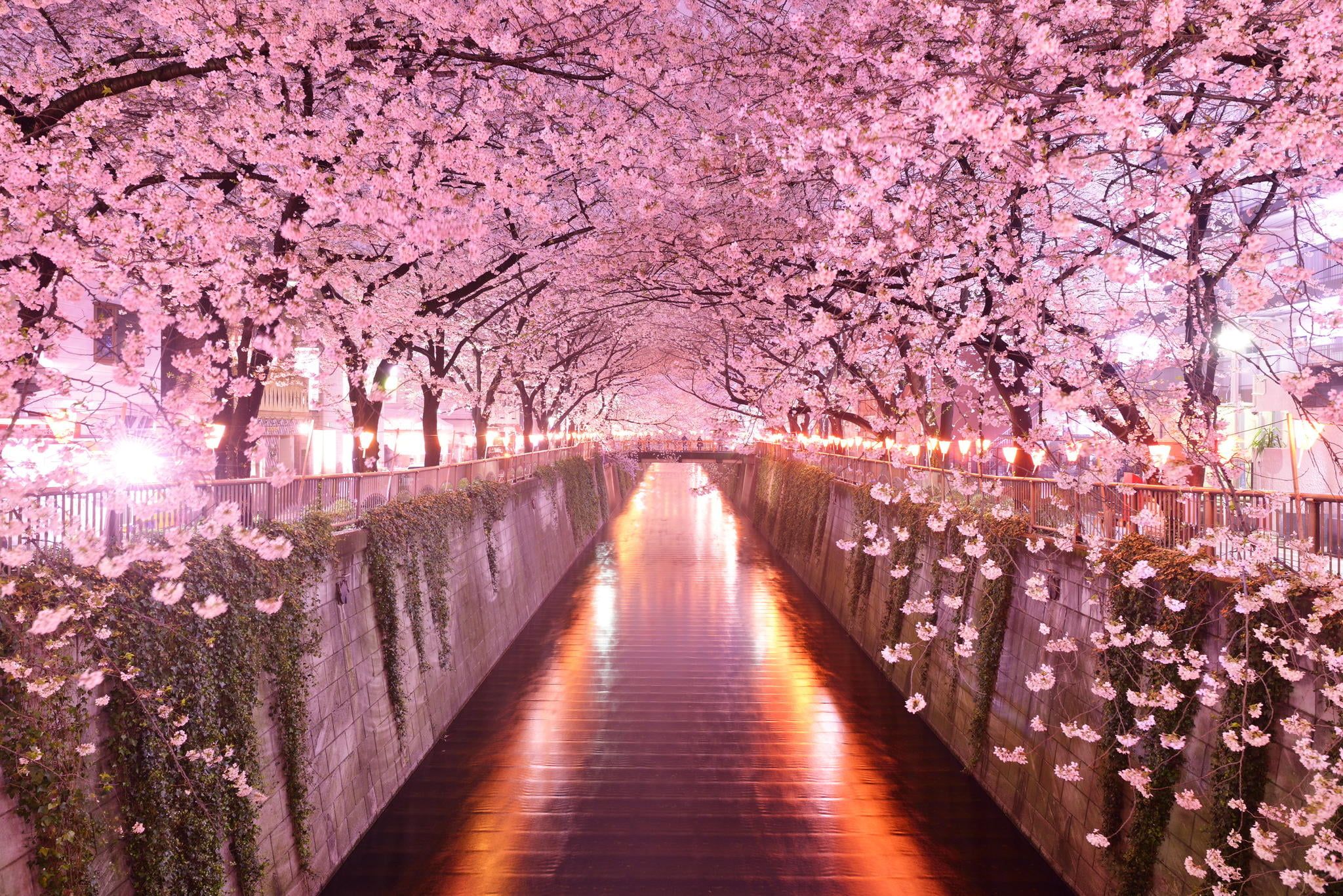 Pink flowering trees, Japan, architecture, cherry blossom HD