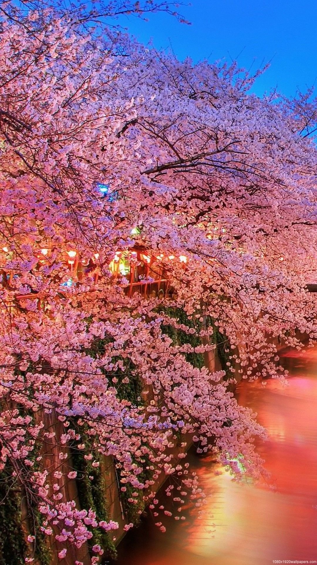 Cherry Blossom Android Wallpapers - Wallpaper Cave