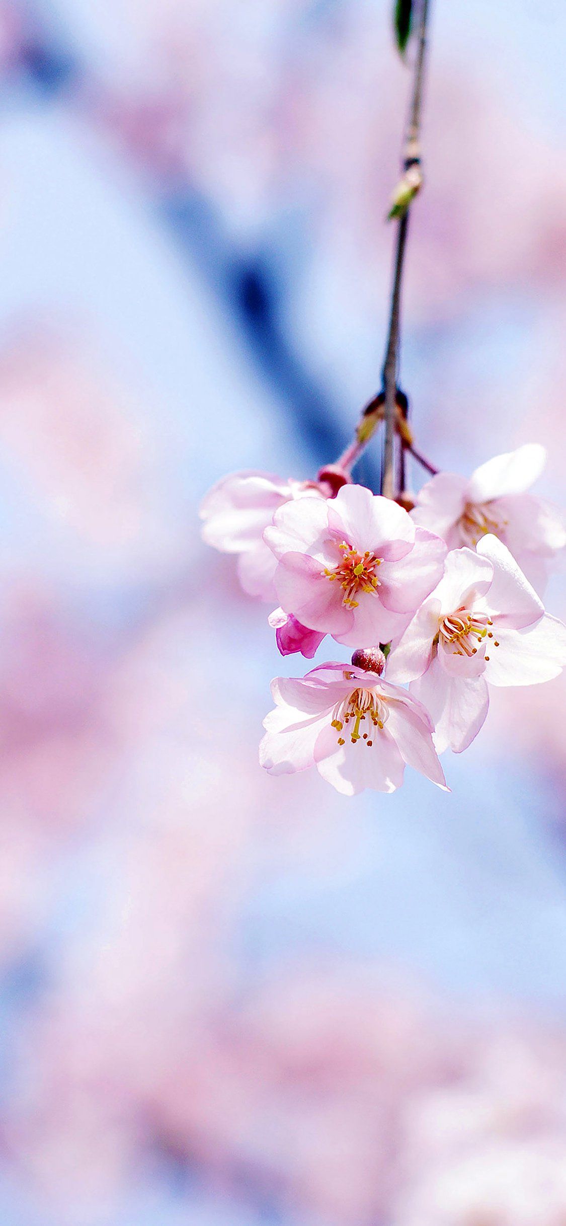 Cherry blossom bw gongsateam flower iPhone X Wallpaper Free Download