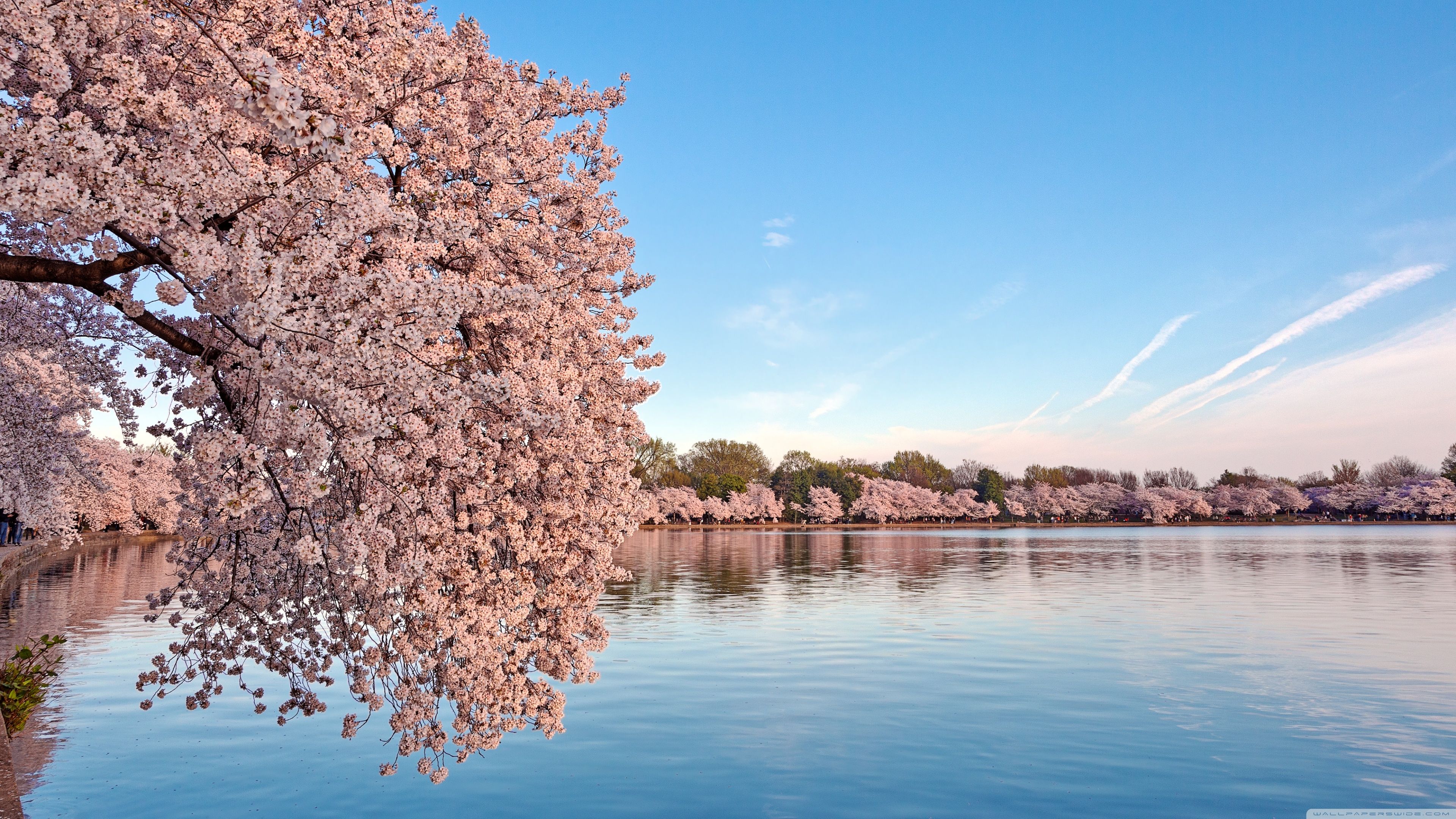 Washington DC Cherry Blossom Ultra HD Desktop Background Wallpaper