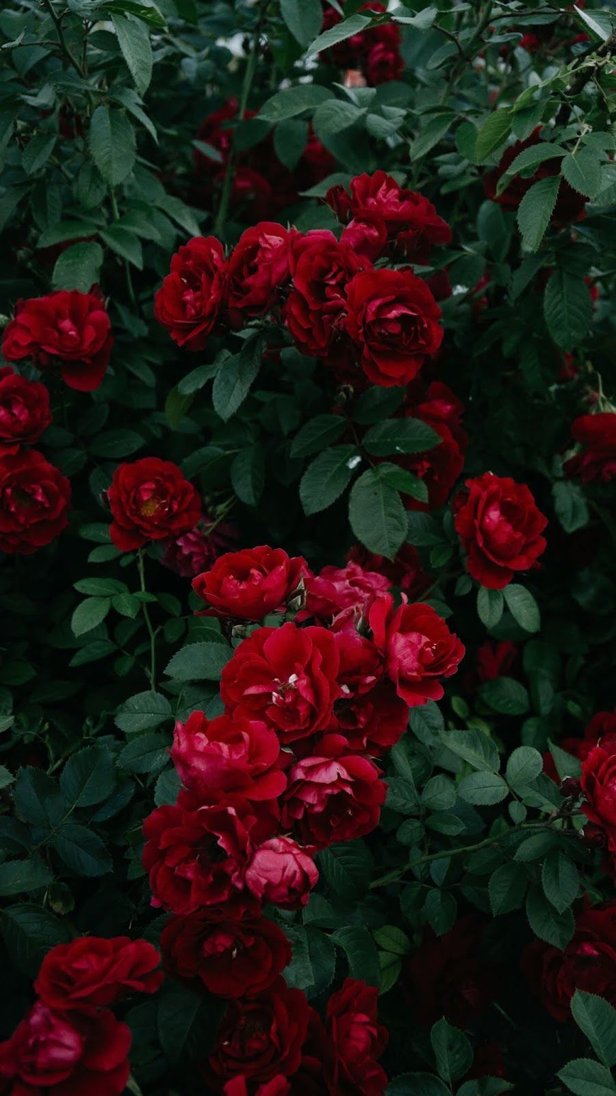 Red rose aesthetic. Flower phone wallpaper