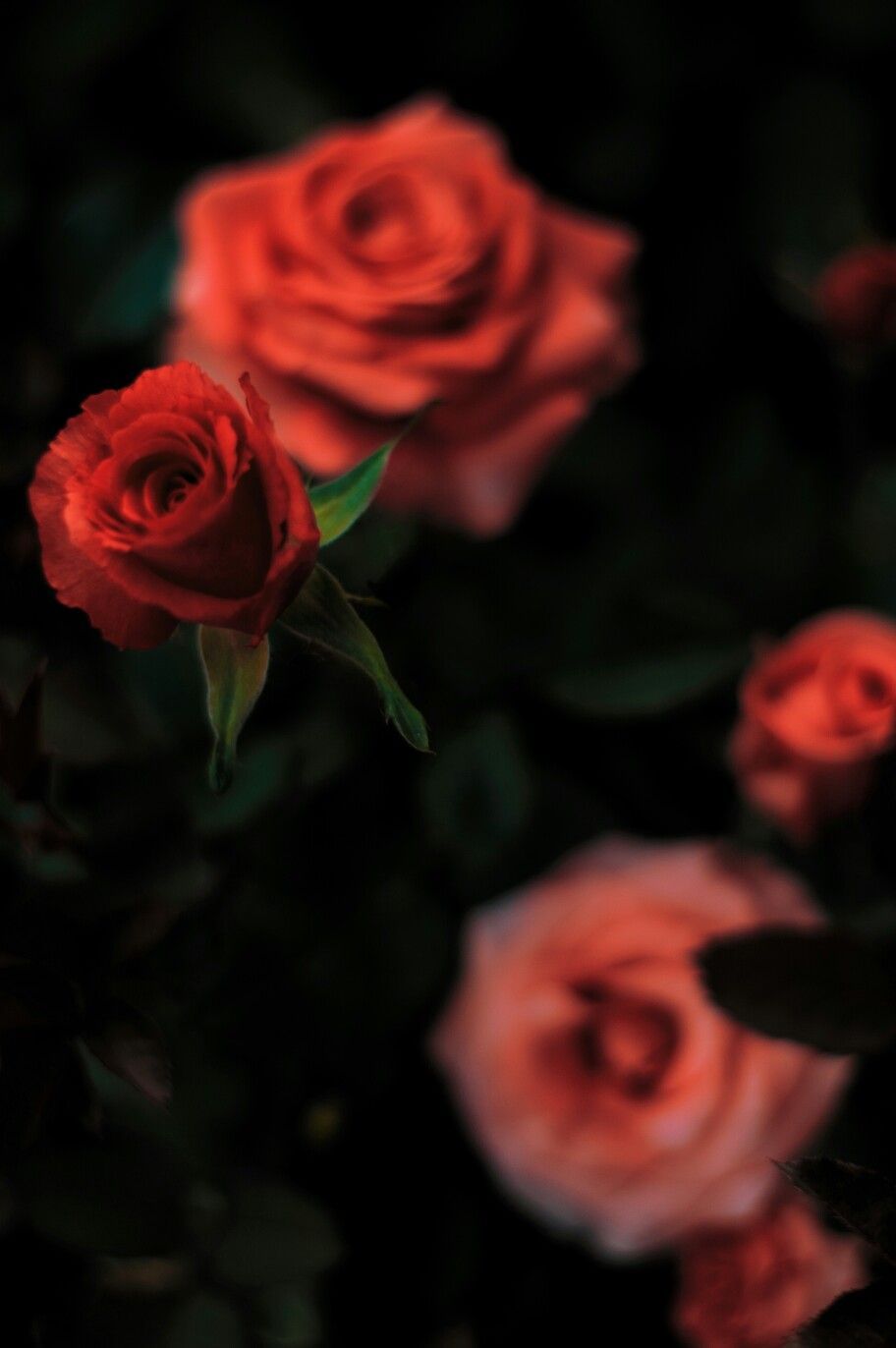Black Widow Aesthetic. Red Rose. Aesthetic roses, Rose wallpaper