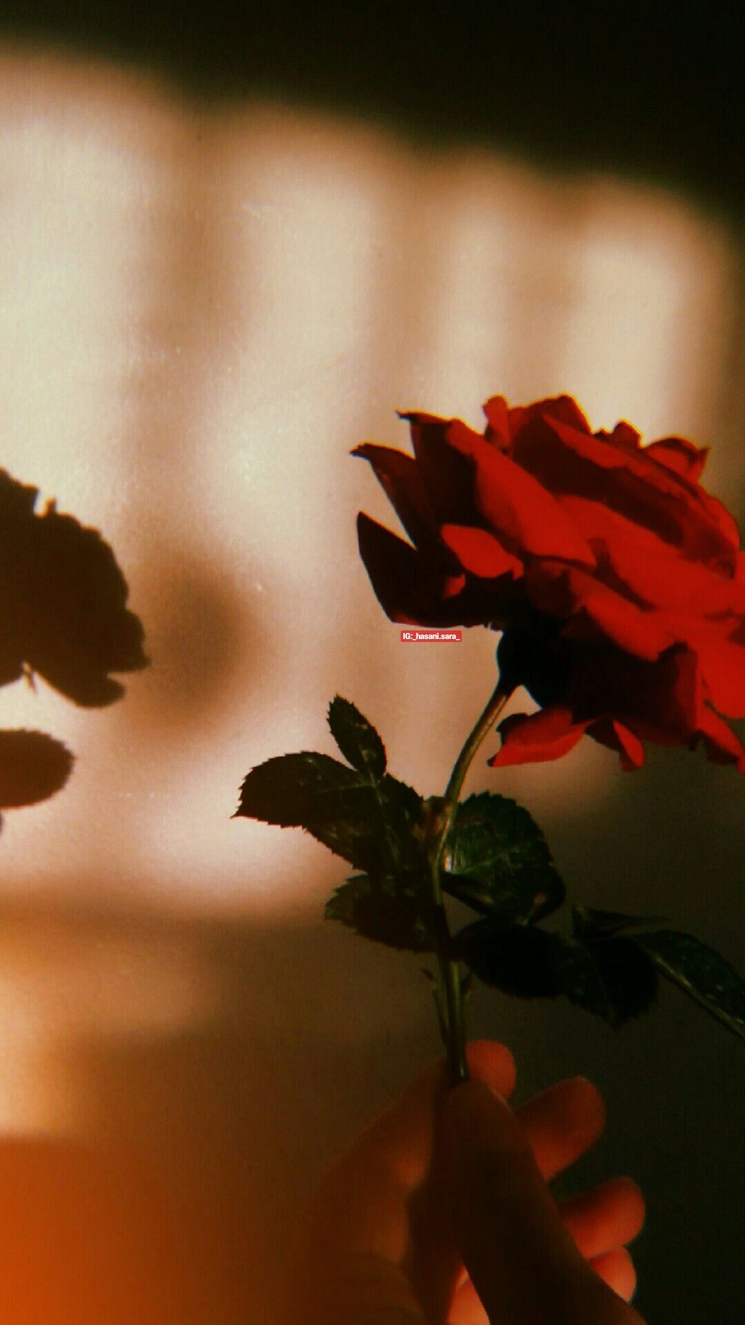 red #rose #aesthetic #hand #flower. Aesthetic roses, Aesthetic art
