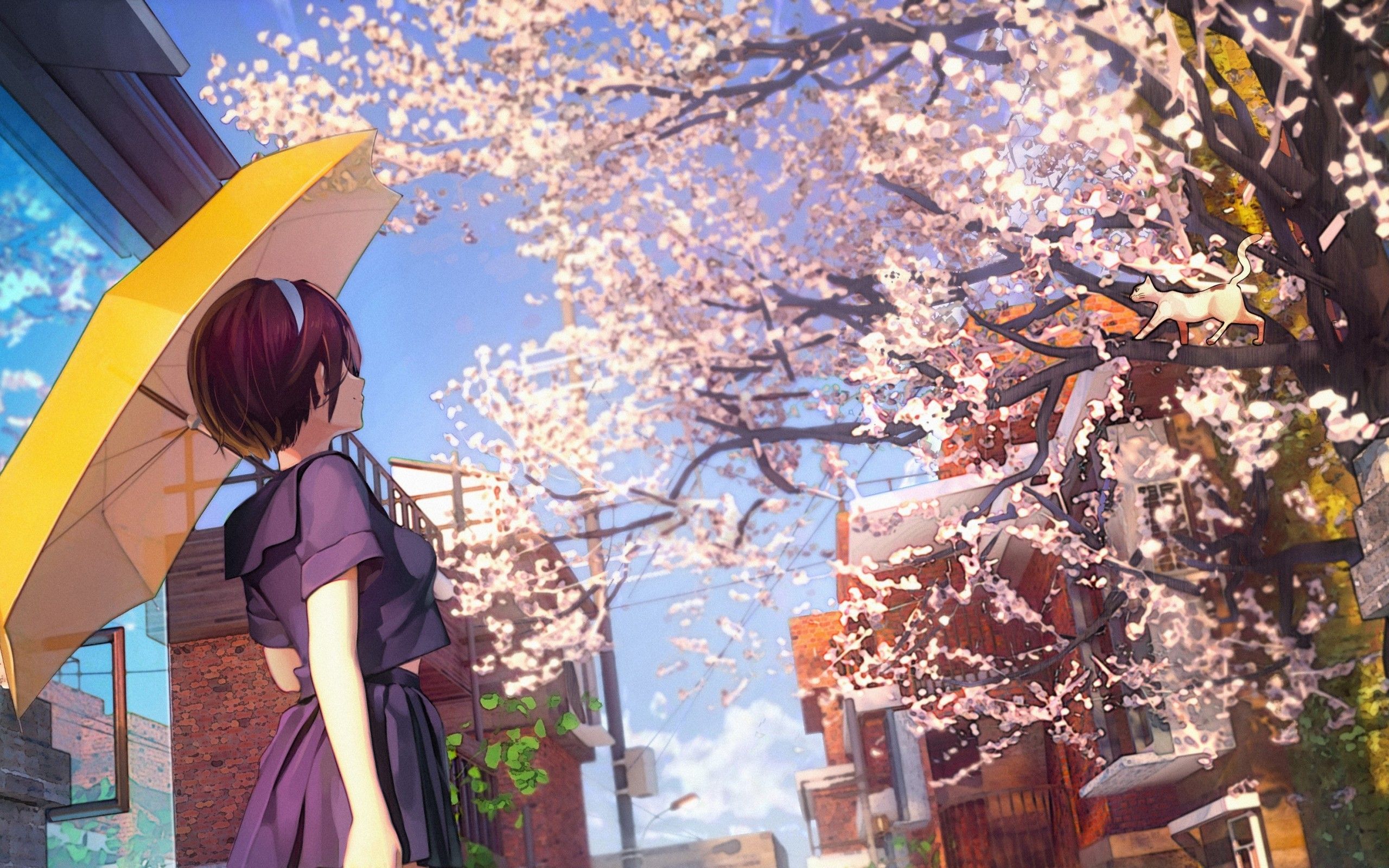 Download 2560x1600 Cherry Blossom, Sakura Petals, Anime School