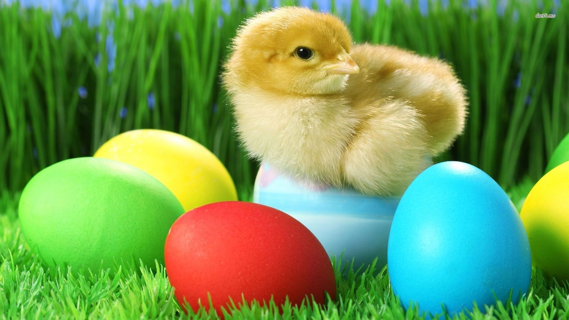Free download Easter Chick Wallpaper [1920x1080] for your Desktop