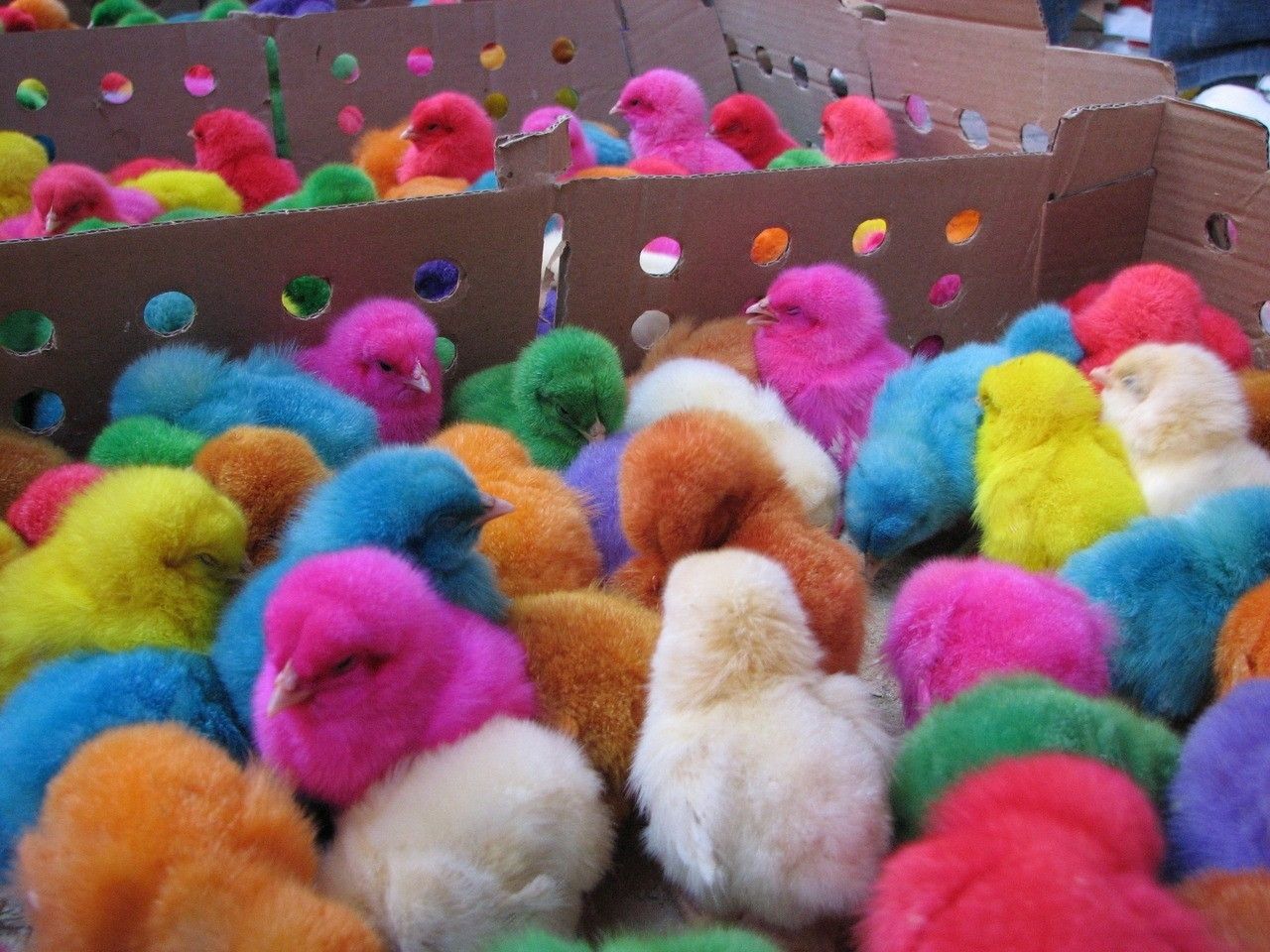 Download 1280x960 Chicken colored easter chicks tofix 1280x960