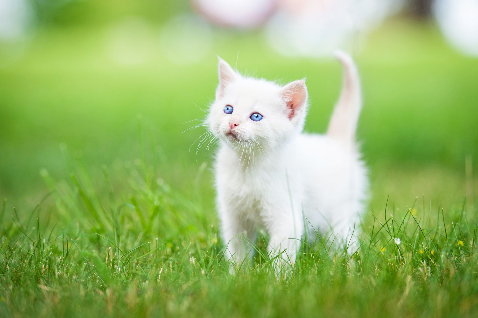 Animal White Cat HD Wallpapers - Wallpaper Cave