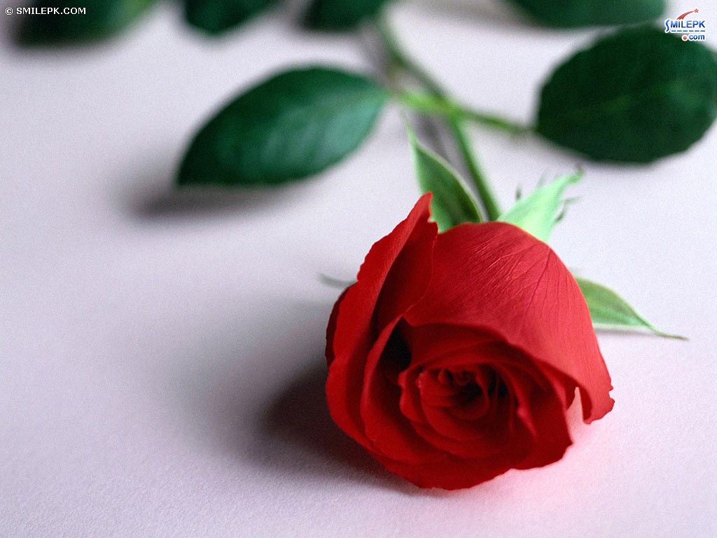 beautiful red rose for someone you love wallpaper. Check th