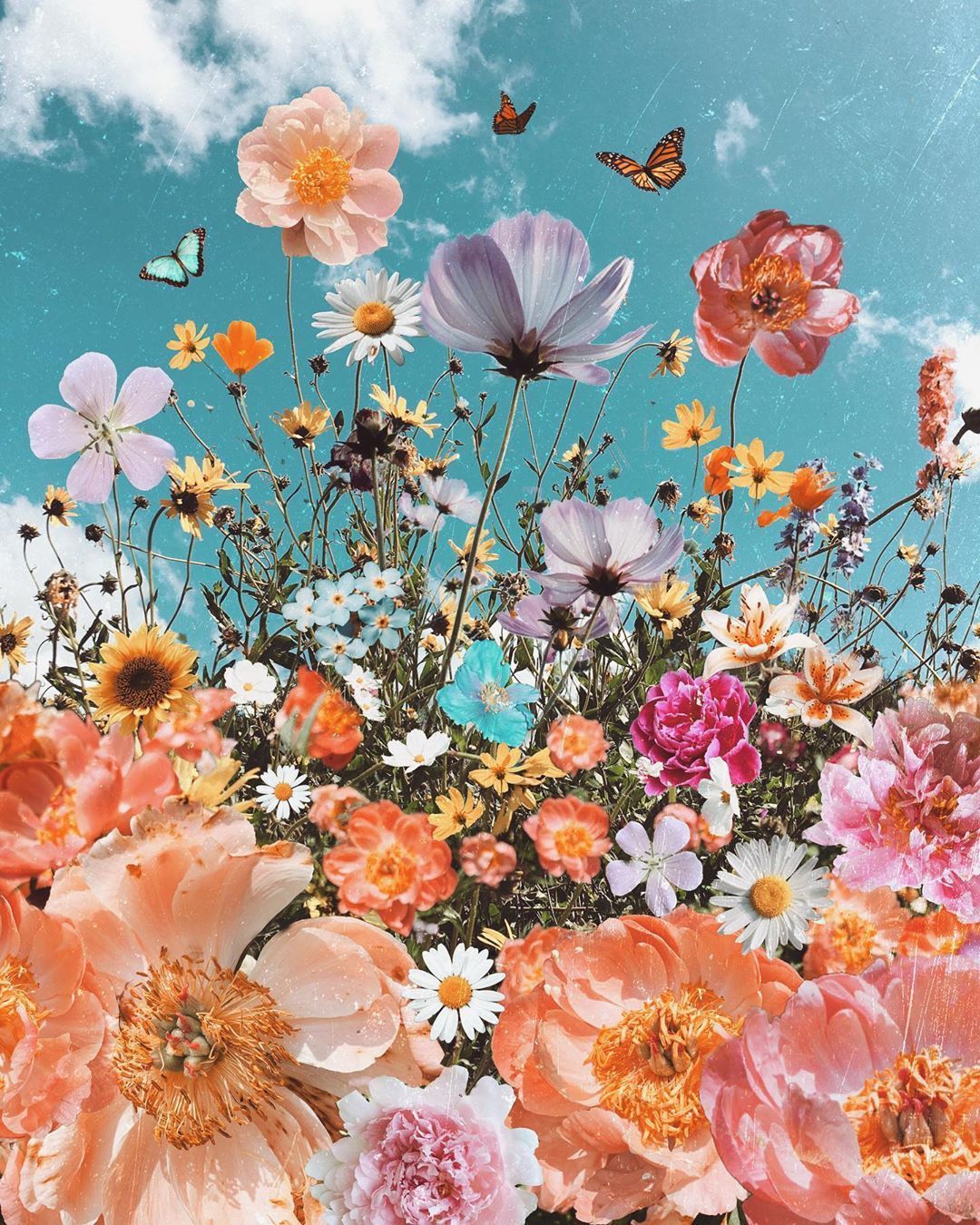 odwyer_sio9. Flower wallpaper, iPhone wallpaper vsco, Nature