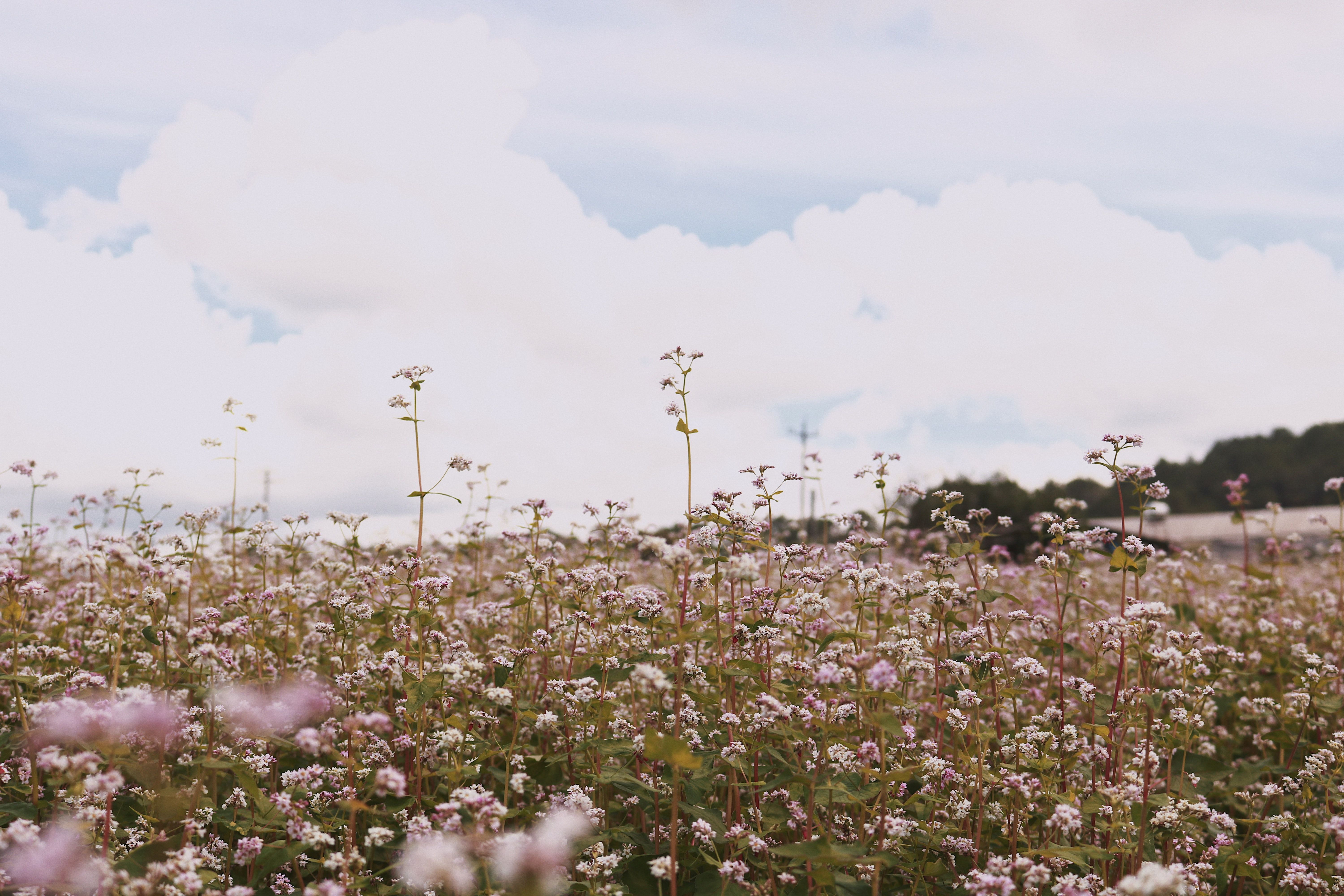Field of White Flowers · Free