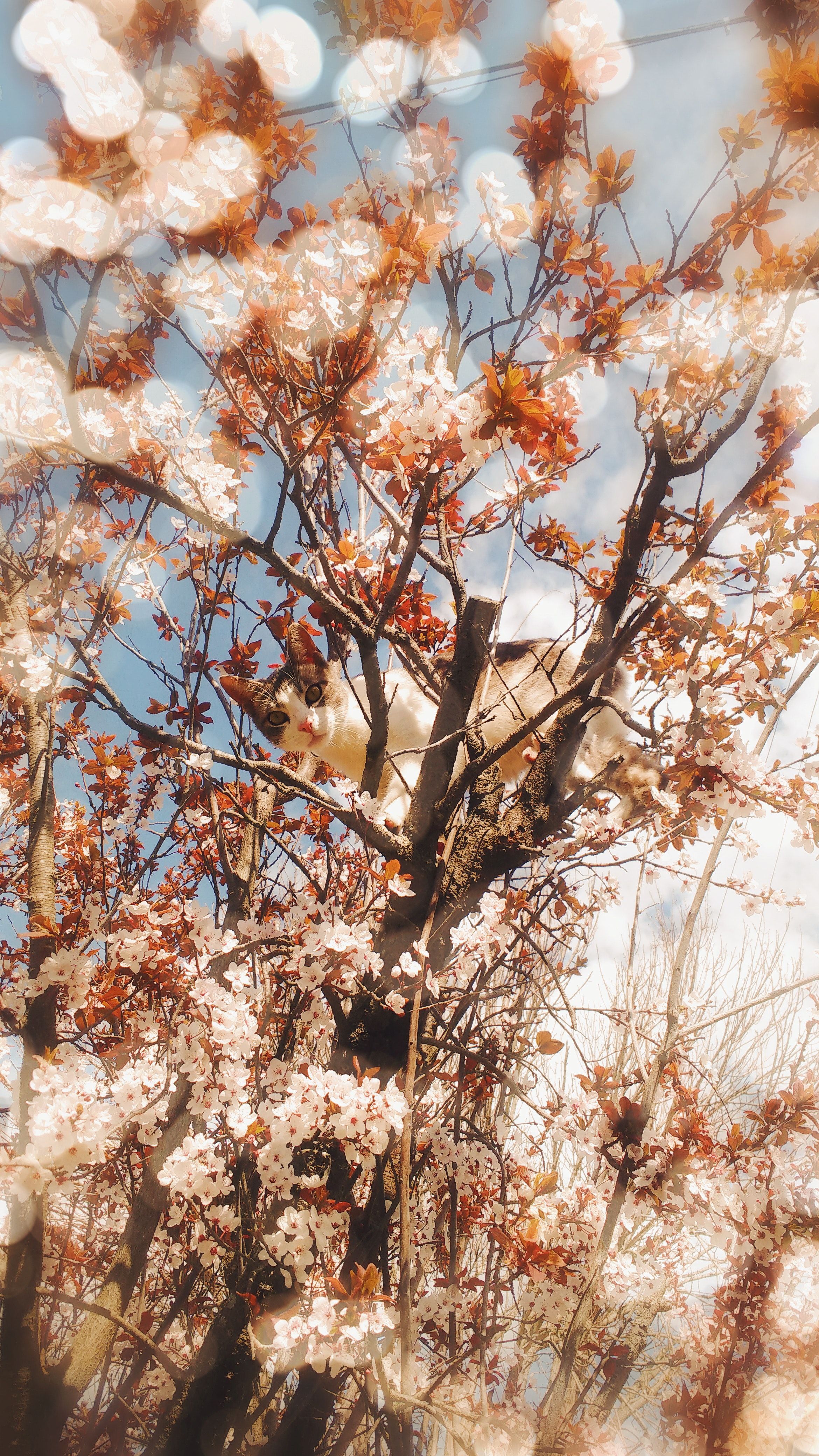 Free of blooming tree, cat, tumblr wallpaper