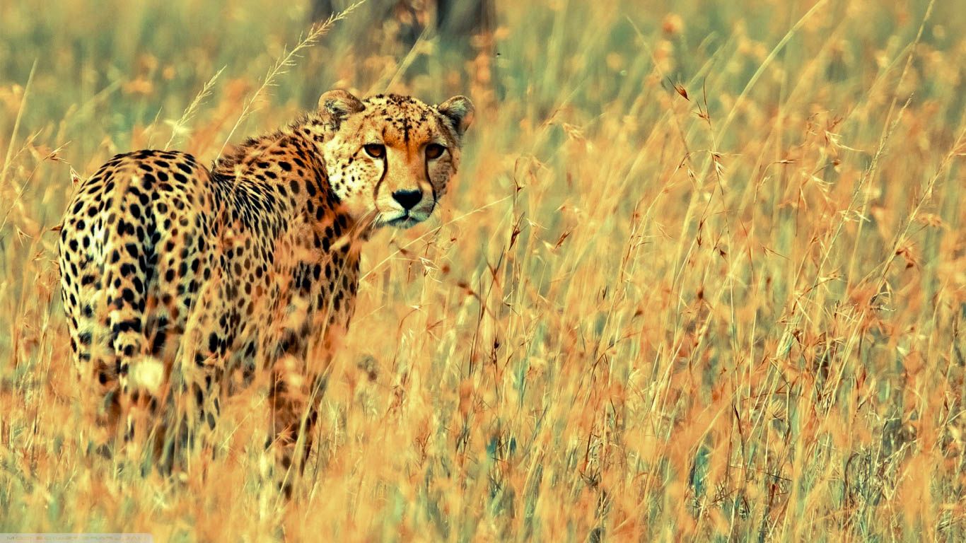Cheetah Wallpaper