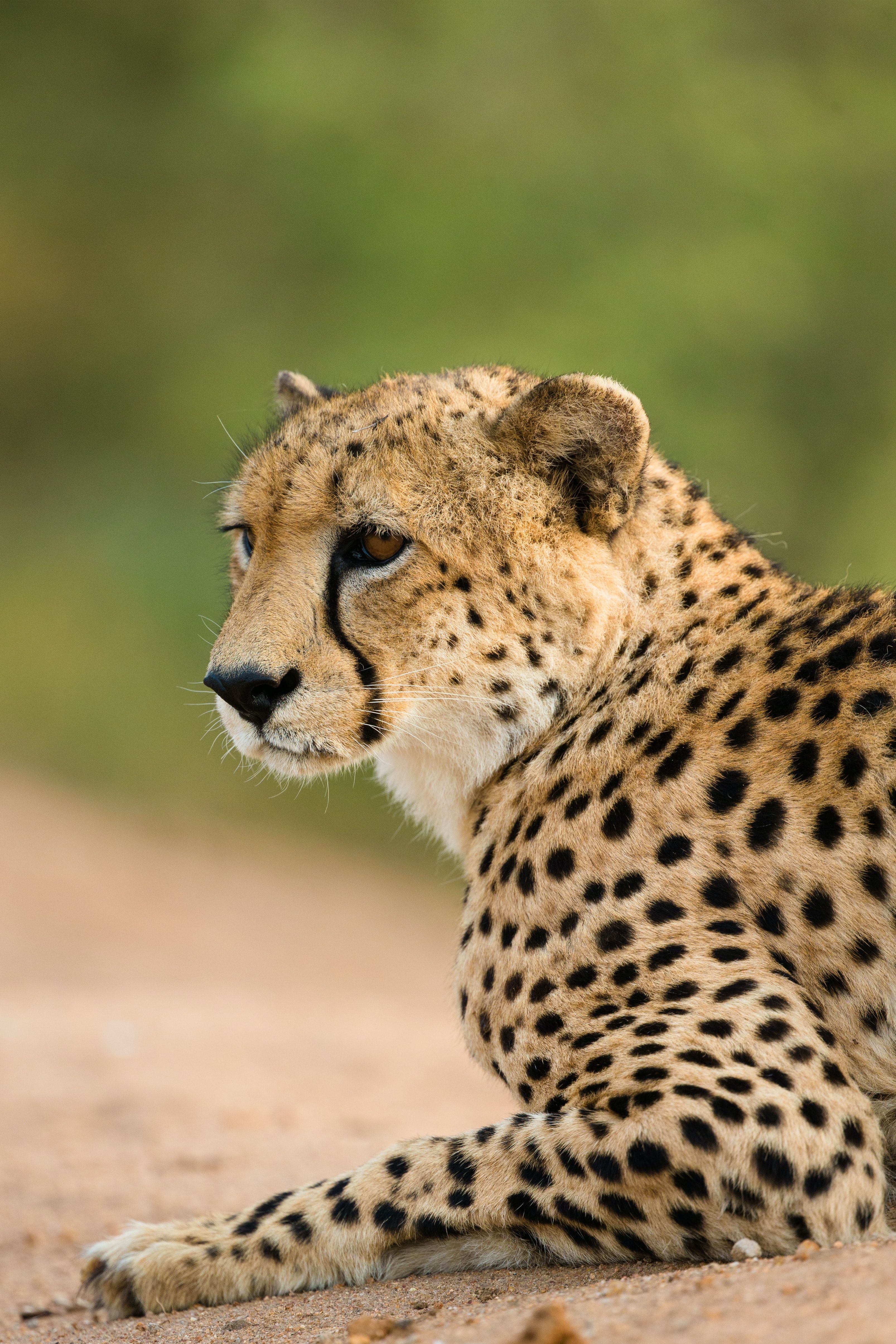 Cheetah Picture [HD]. Download Free Image