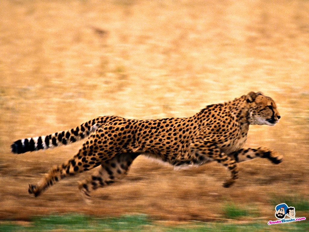 Cheetah Wallpaper