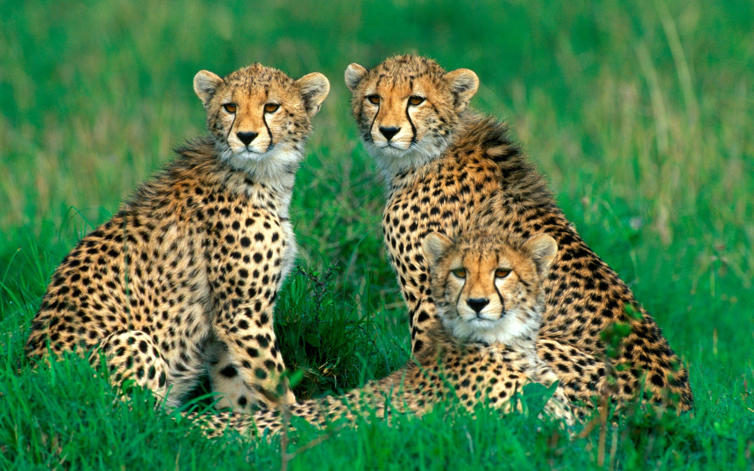 Three Young Cheetah Wallpaper Hd, HD Wallpaper & background