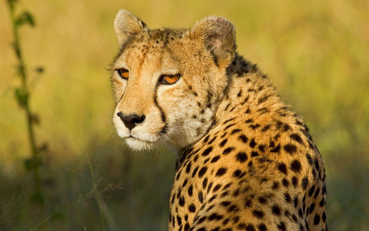 Cheetahs will not prosper in B.C. Regional. Pique Newsmagazine