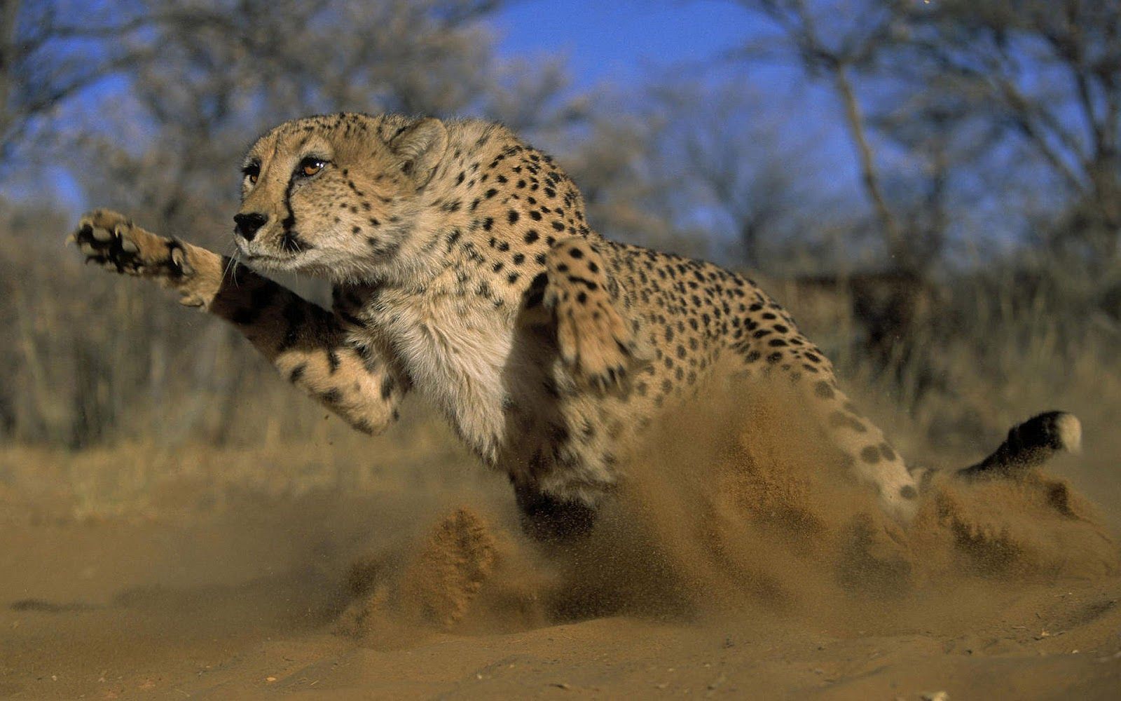 Picture of a attacking cheetah. HD Animals Wallpaper