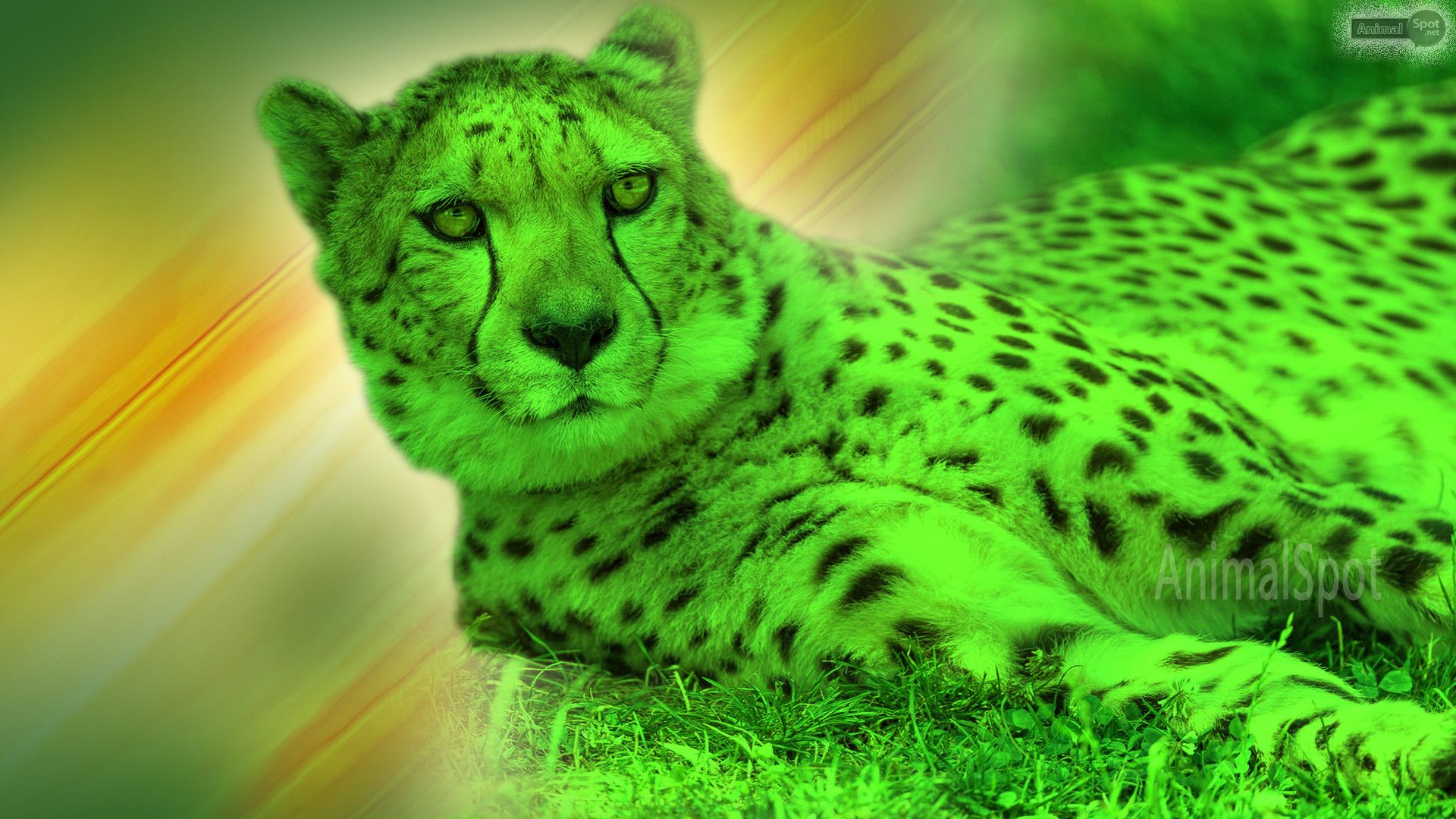 Cheetah Background