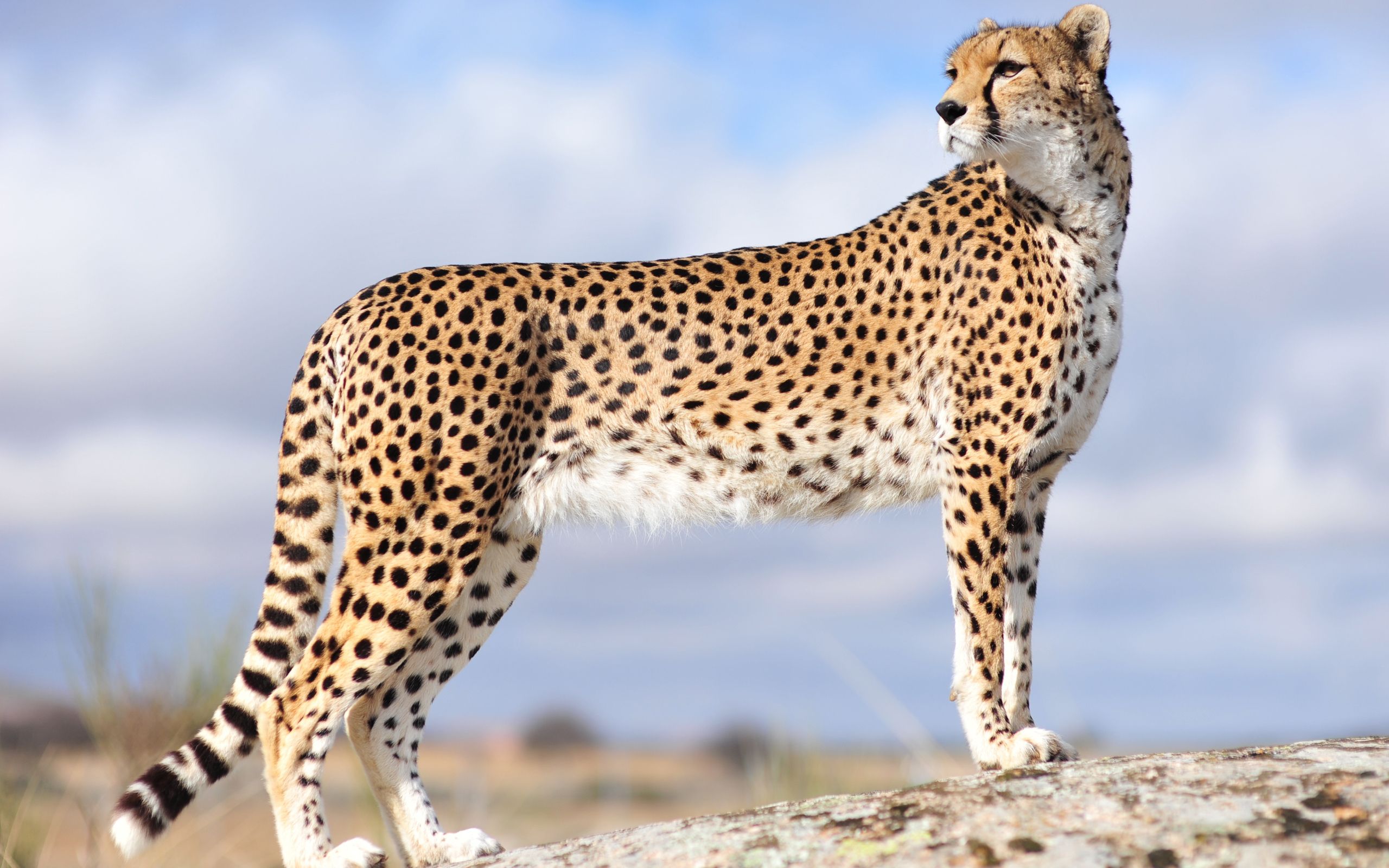 Full HD Cheetah Wallpaper