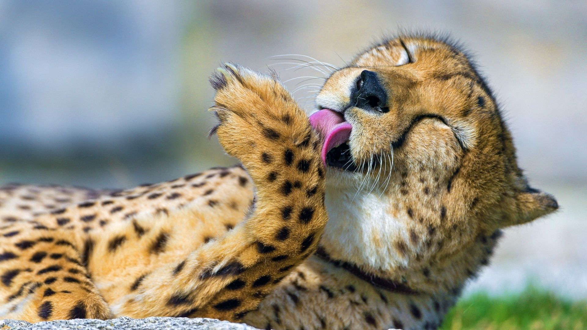 Wild Animal Cheetah Wallpaper HD 6