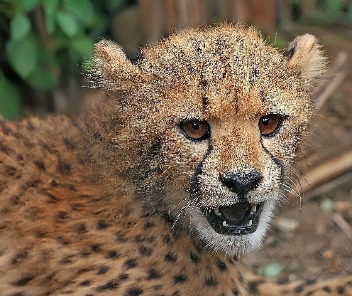 Cheetah Cub Close Up