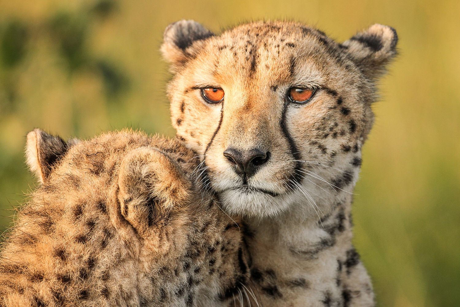 Photo Wallpaper Cheetah Eyes. Shop now!