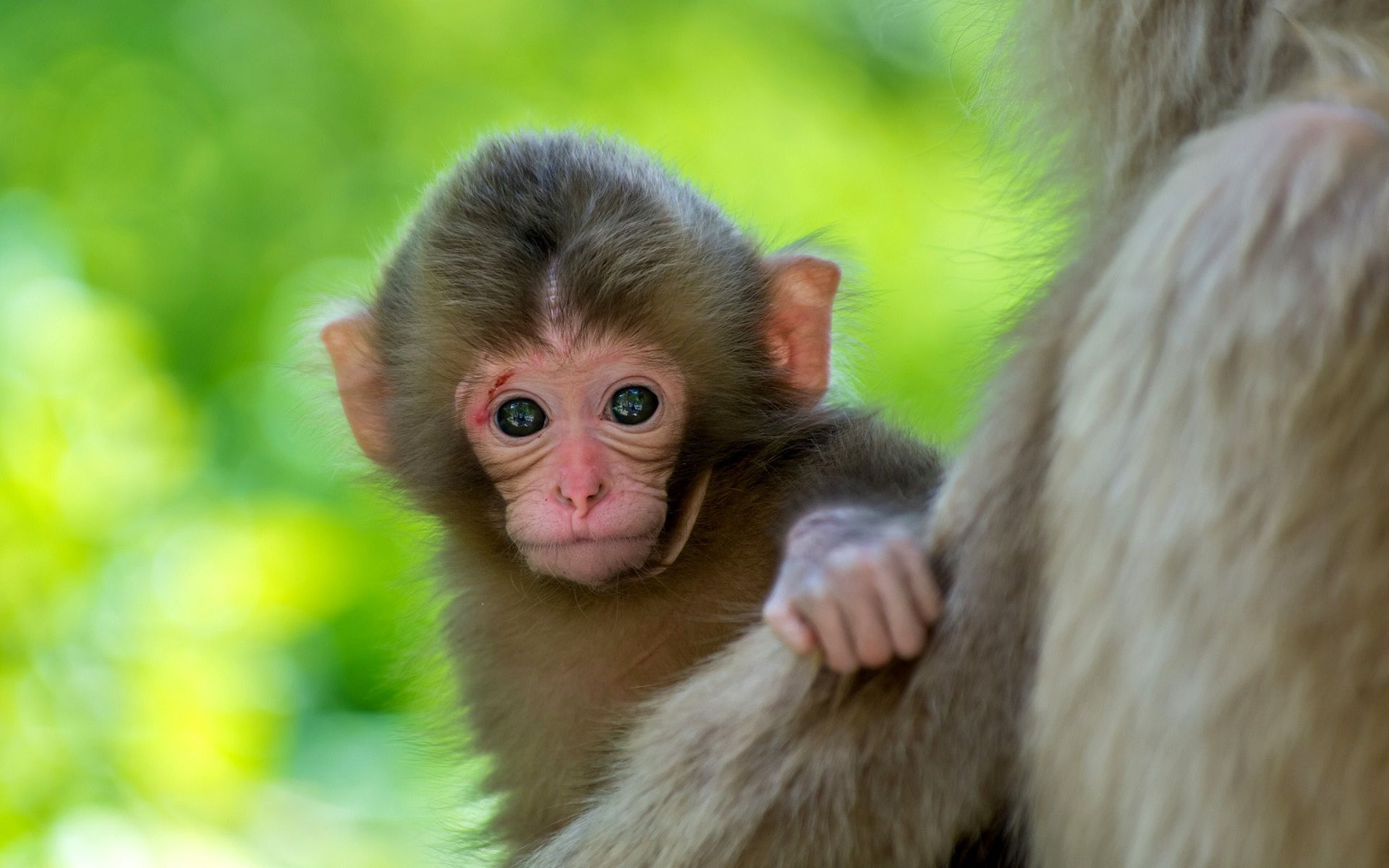 Free download Cute monkey baby animal wallpaper HD Wallpaper