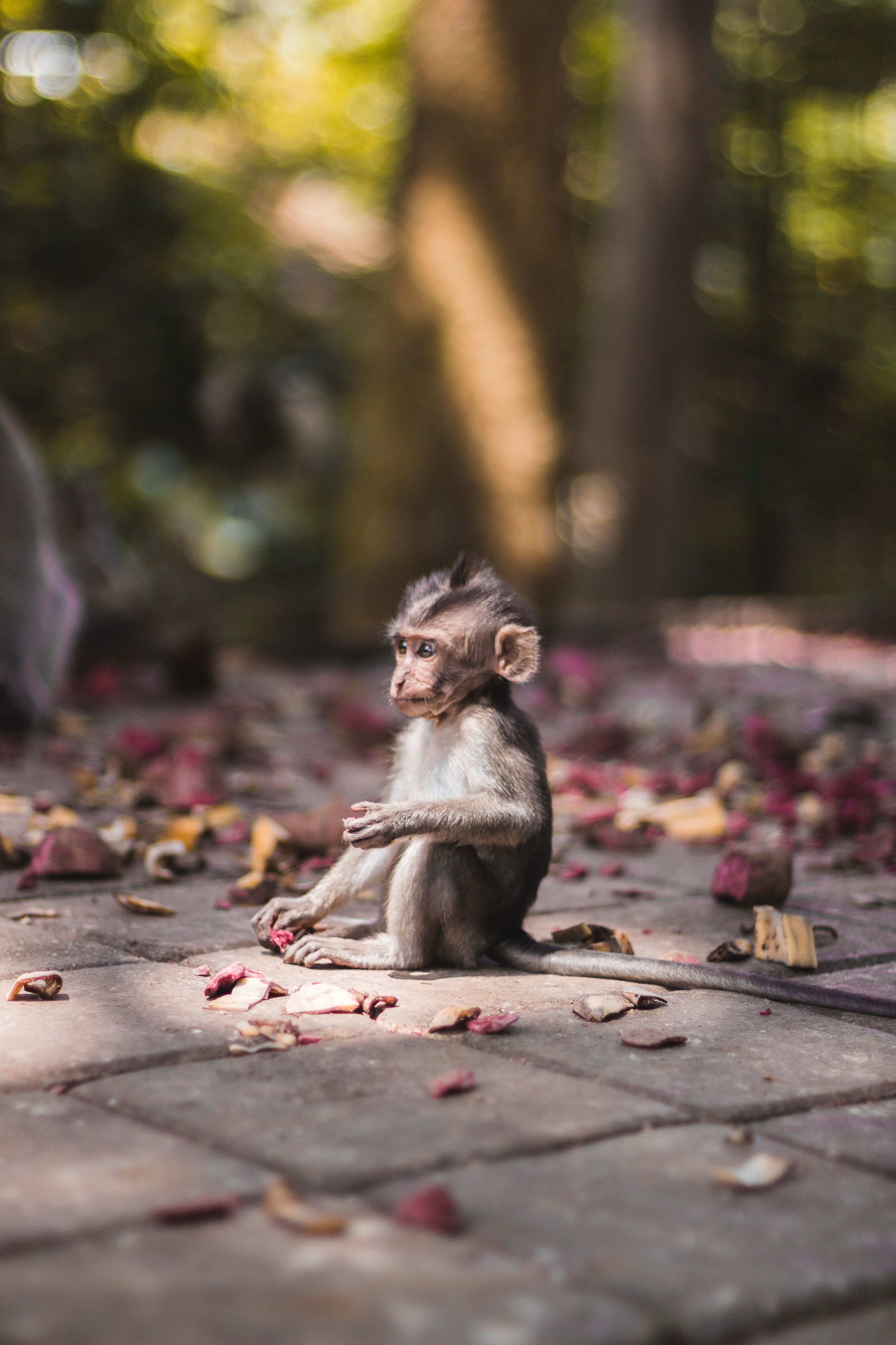 Monkey Picture [HD]. Download Free Image & Stock