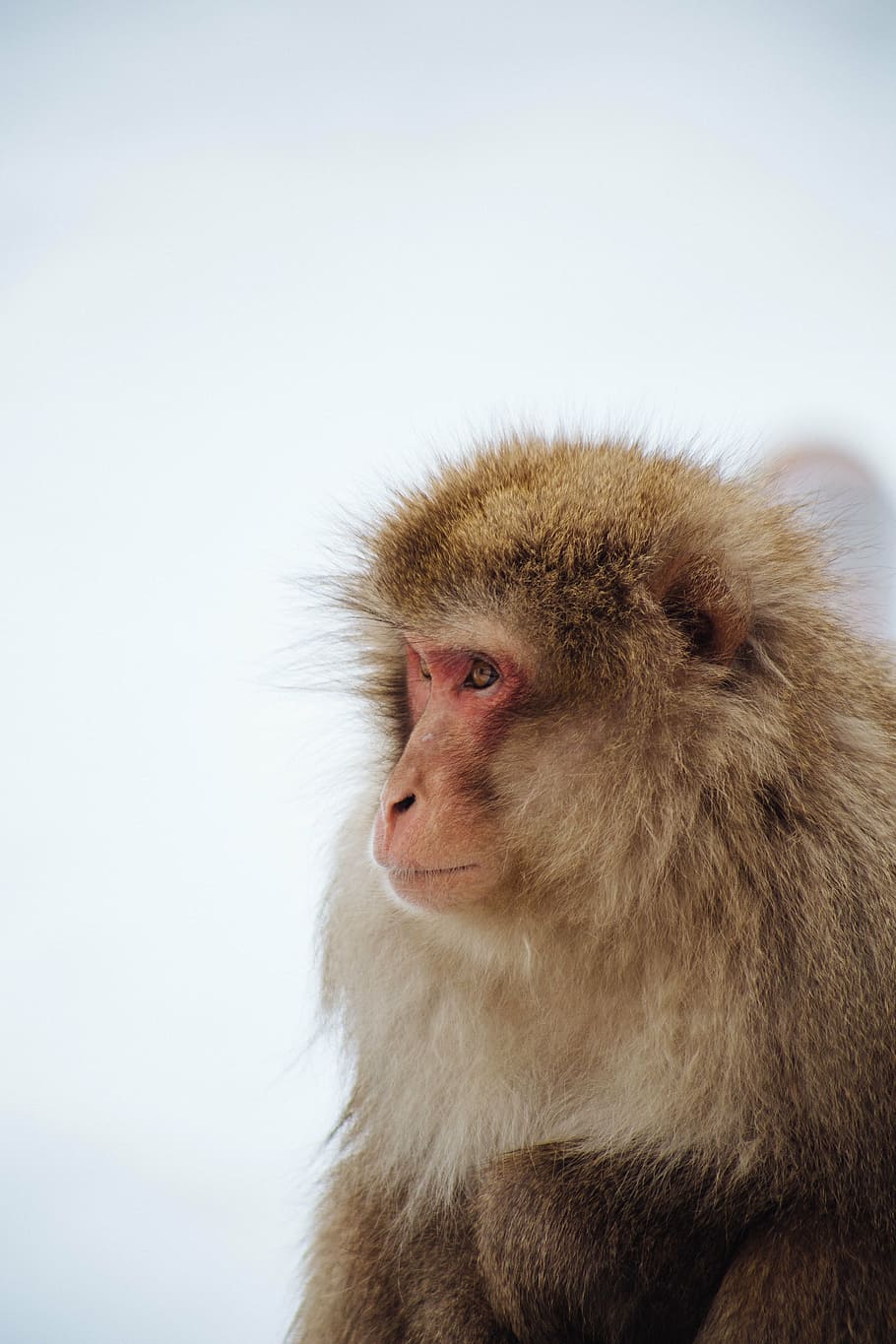 Monkeys blurred cold animals 1080P, 2K, 4K, 5K HD wallpaper free