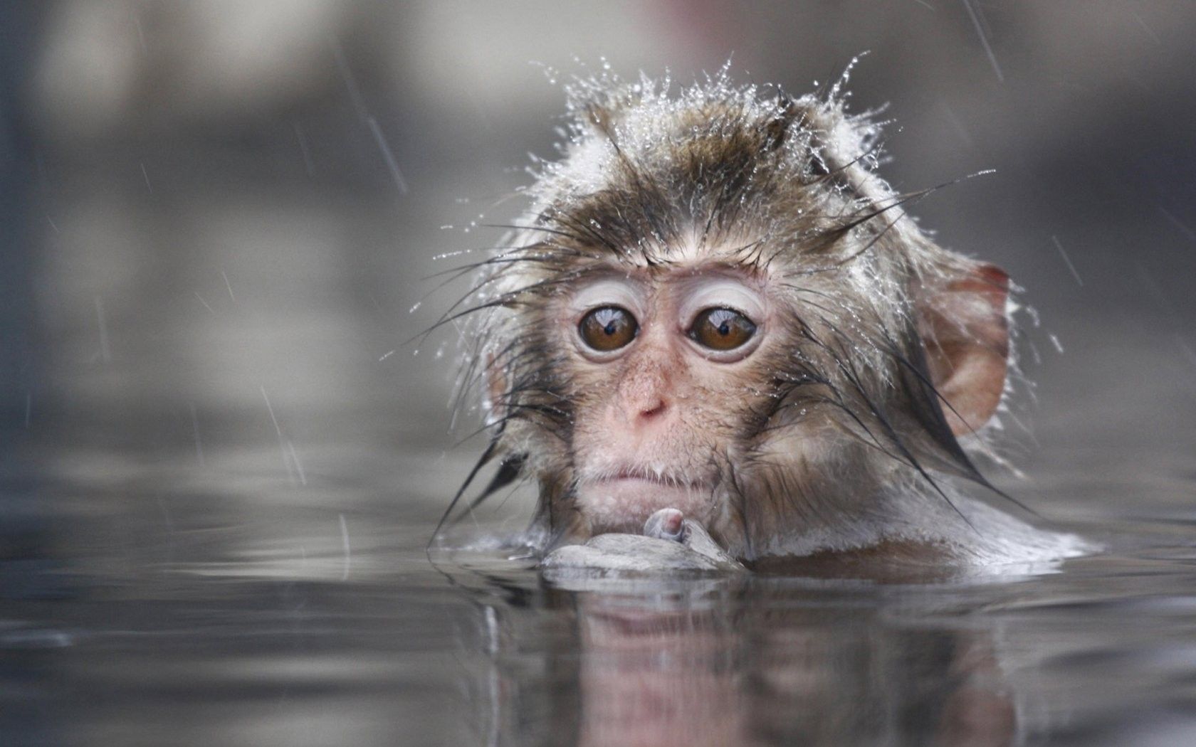 Animal Wallpaper, animals, Wet, Macaques Primates, Japanese