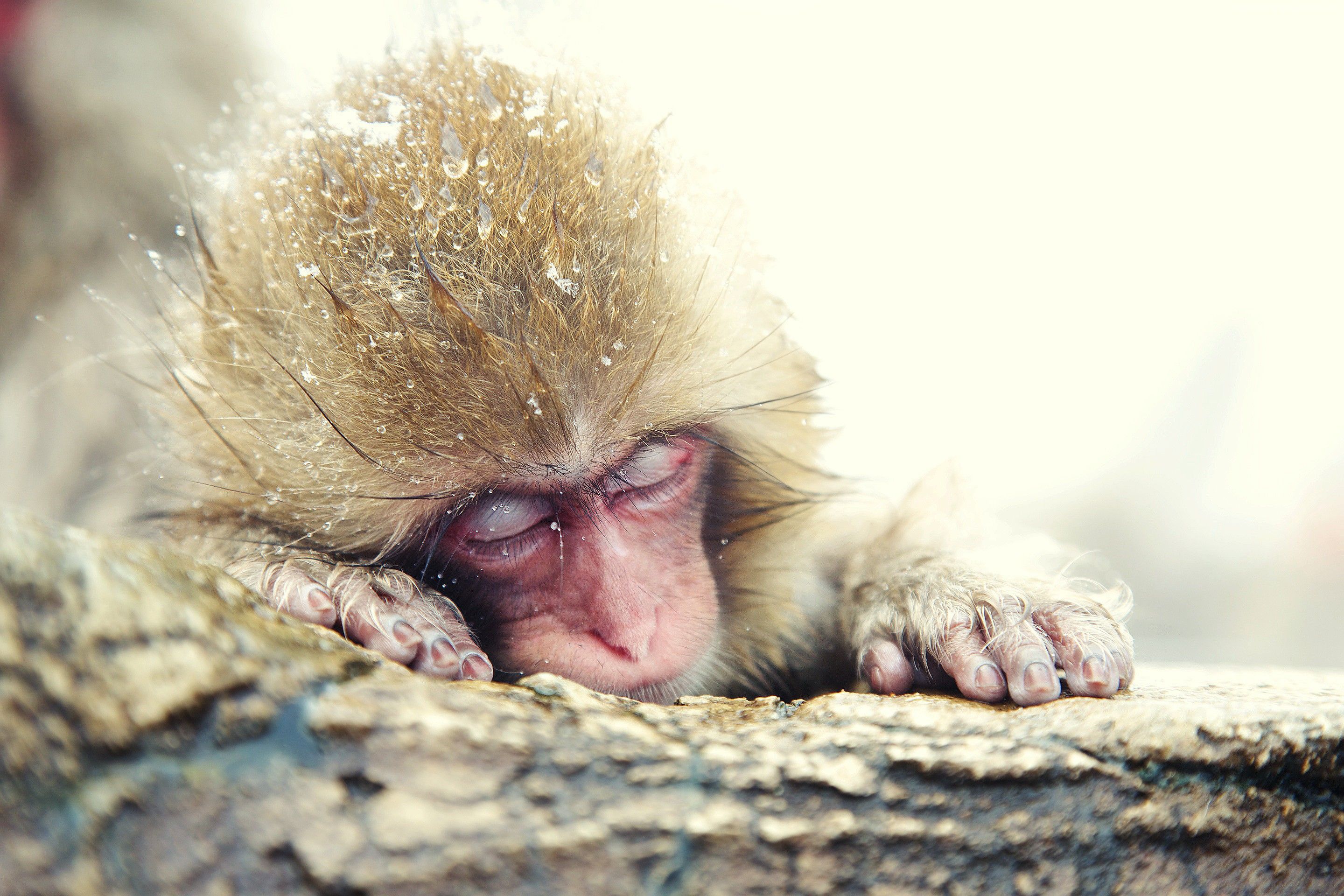 #cute animals, #Japanese macaque, #monkey. Animals
