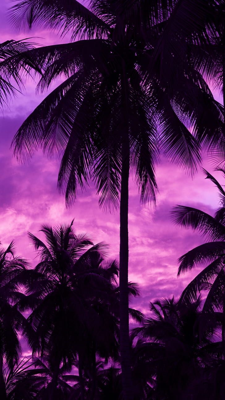 HD wallpaper: purple background, palm trees, outdoors, dark, sky