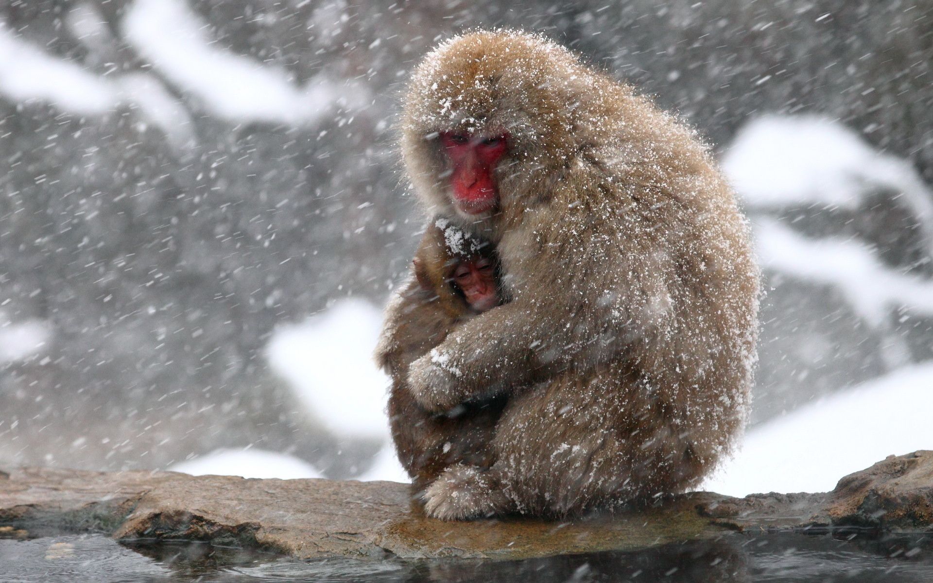animals, Monkey, Nature, Winter, Cute, Mother, Snow, Snowflake